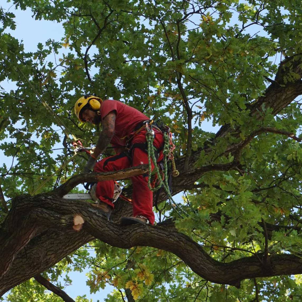 man in front of tree