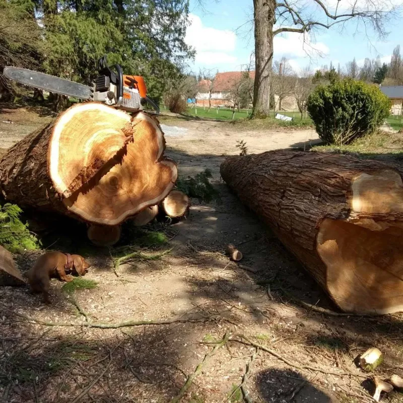 Arboristické služby