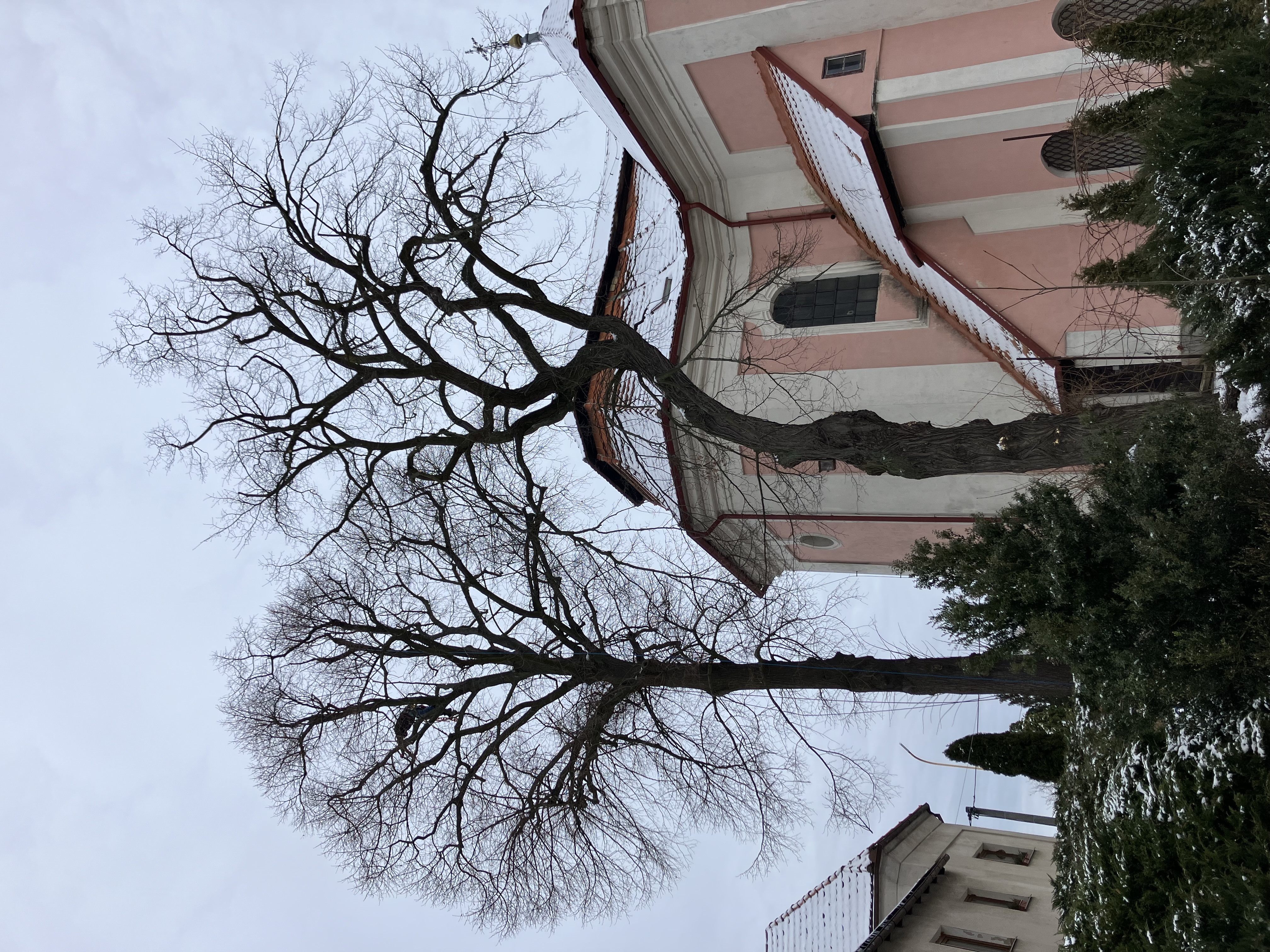 Ošetření památného dubu - Dolany u Kladna