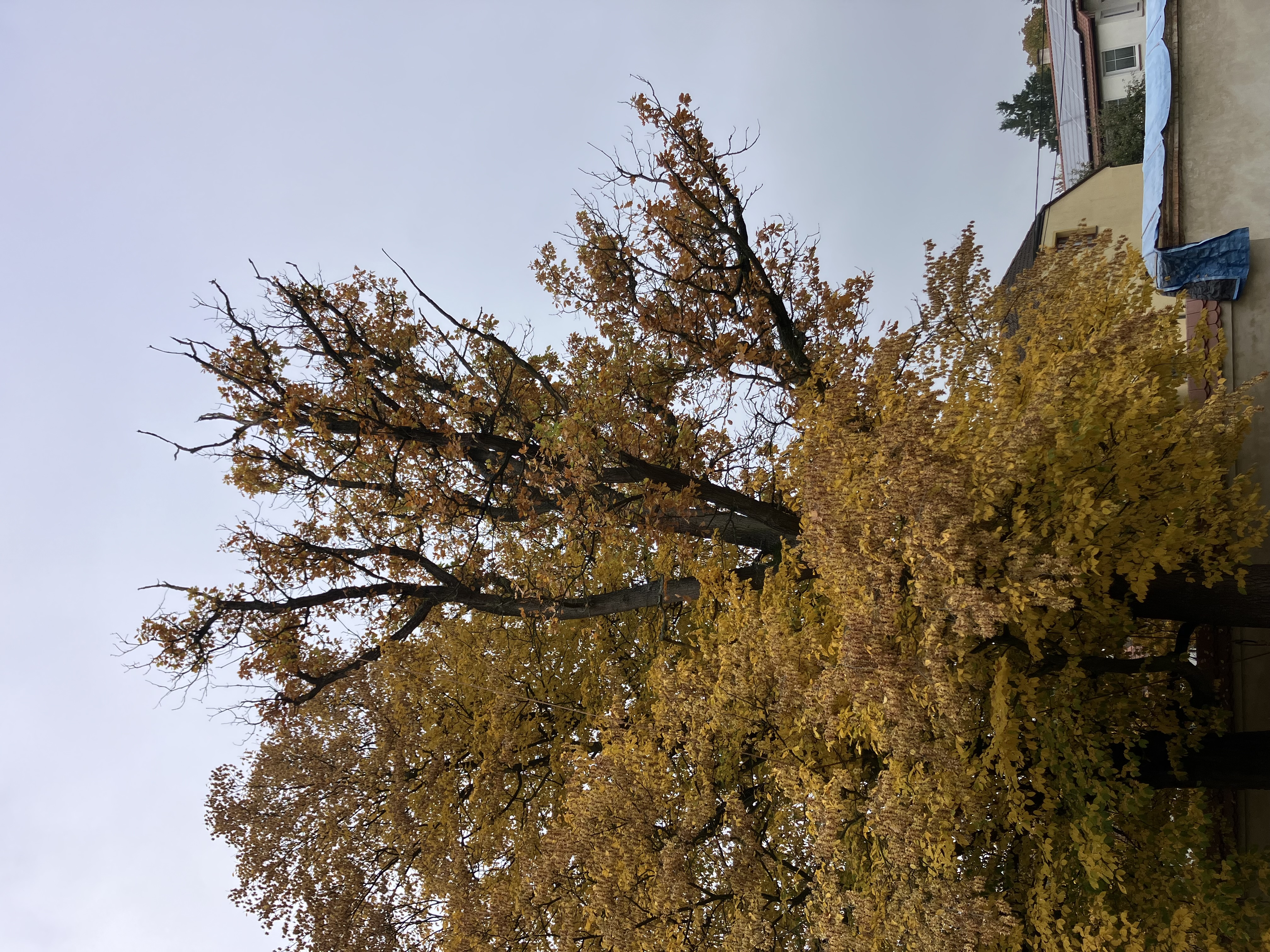 Ošetření dubu - Zámek Nebílovy