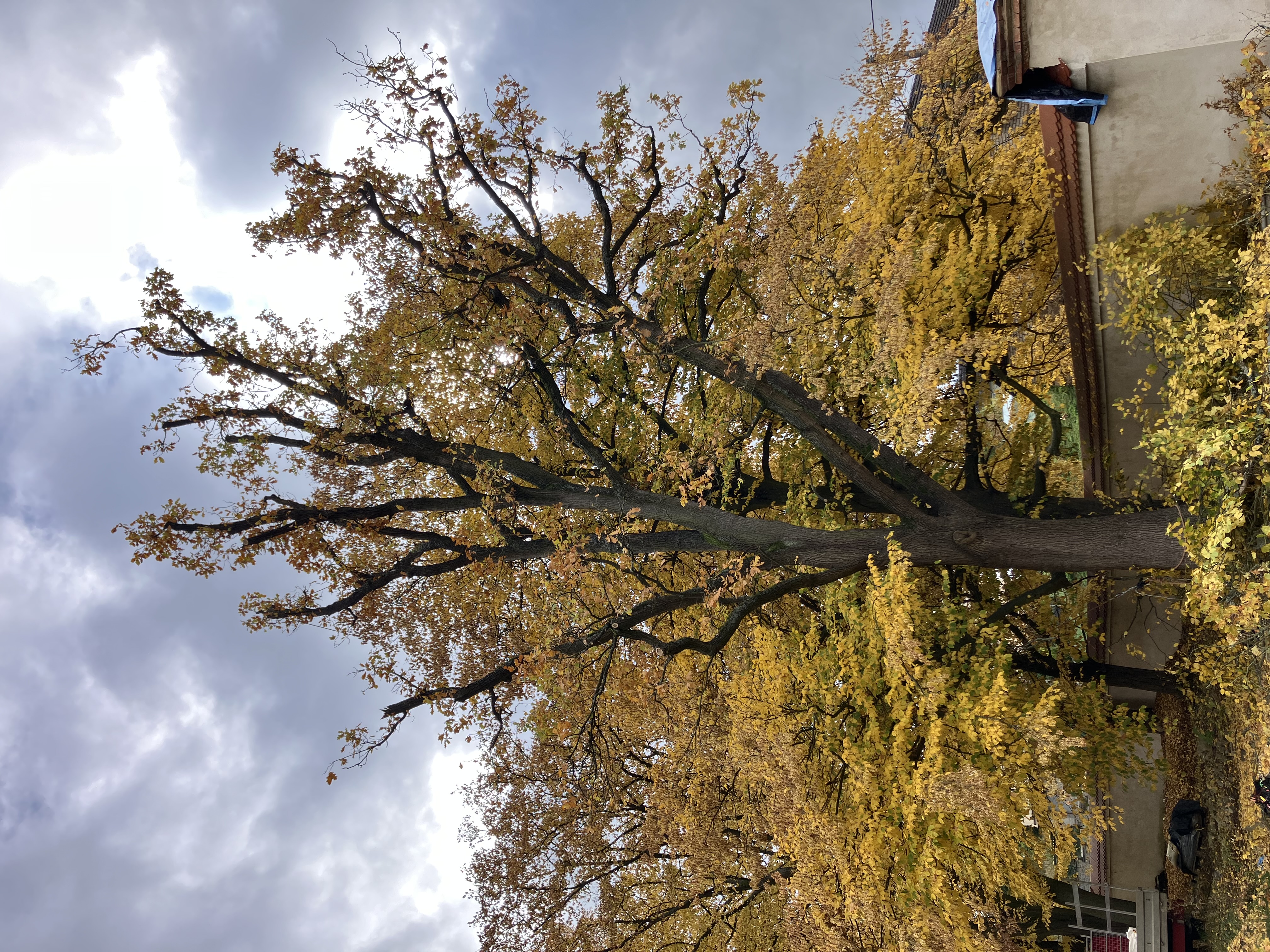 Ošetření dubu - Zámek Nebílovy - foto 2