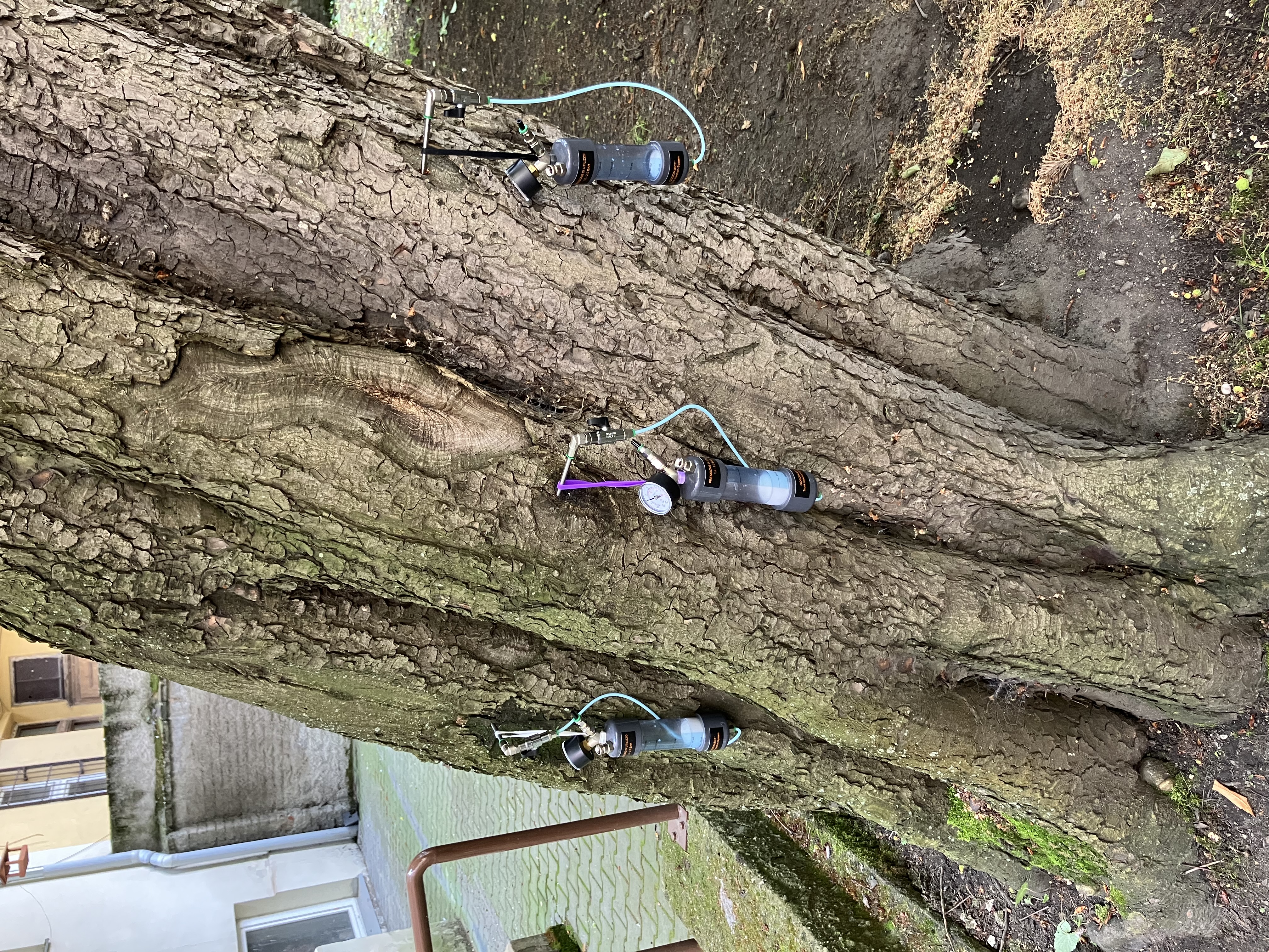 Mikro injektáž stromů - Praha, Vinohrady