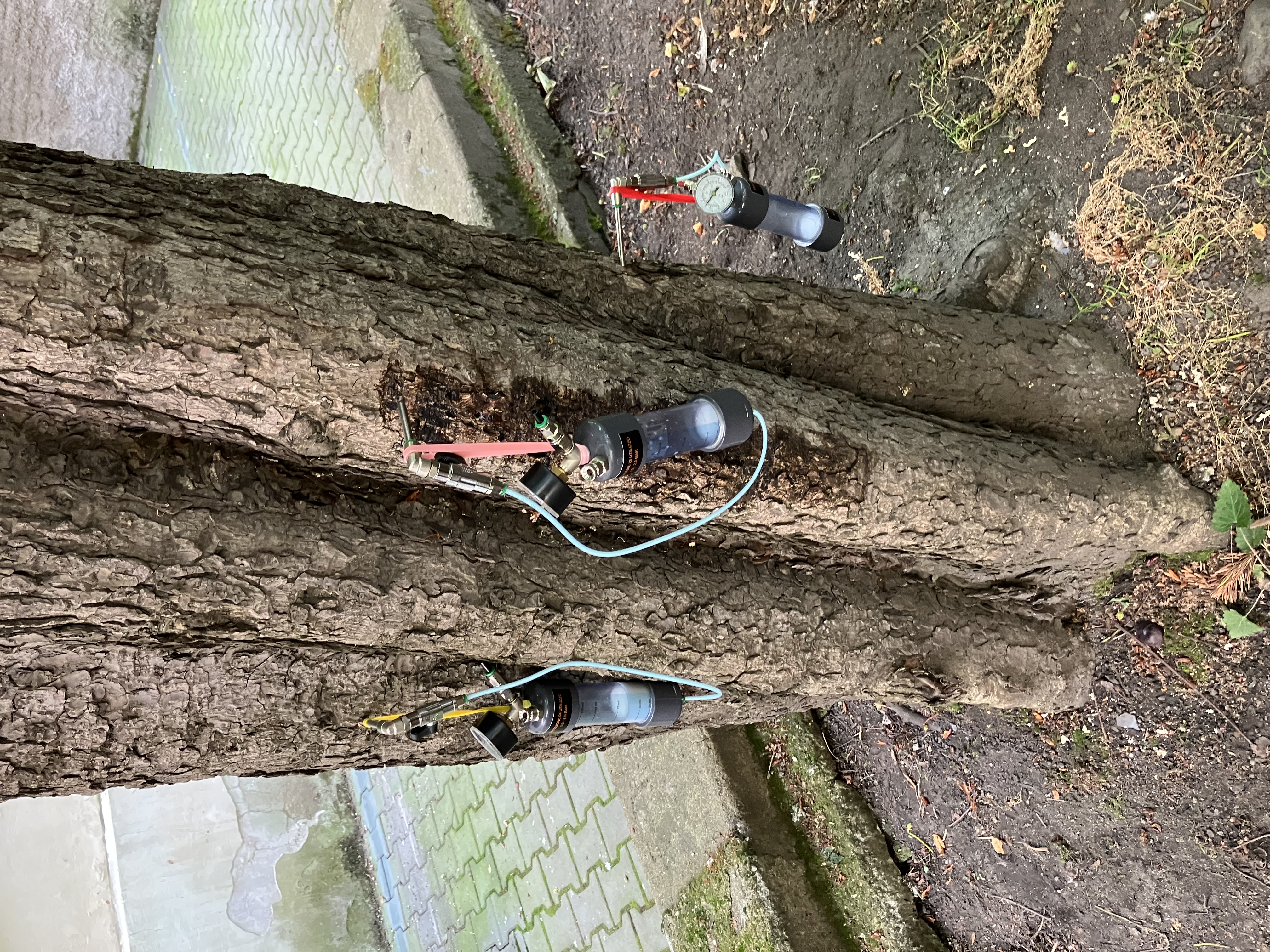 Mikro injektáž stromů - Praha, Vinohrady - foto 3