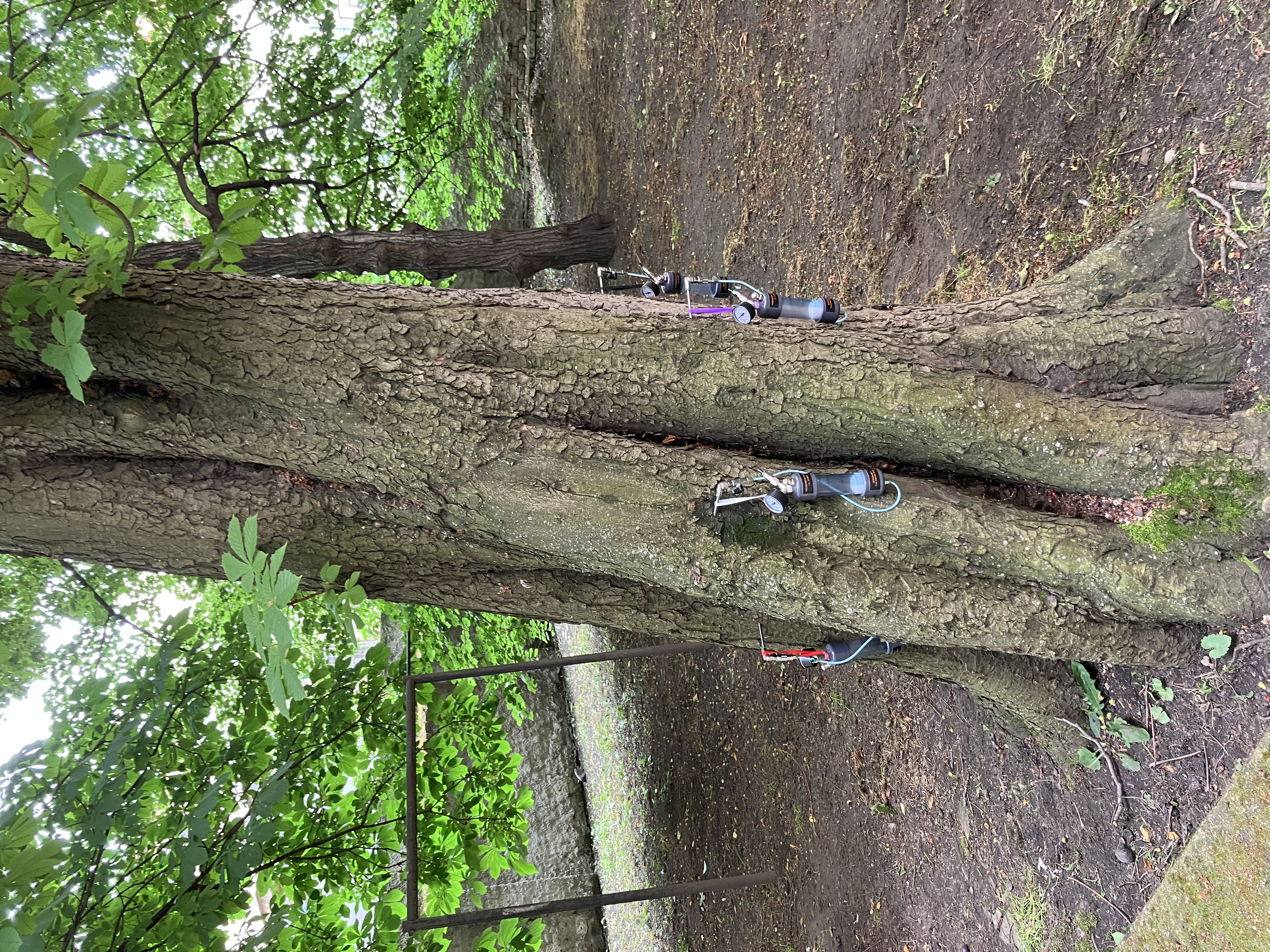 Mikro injektáž stromů - Praha, Vinohrady - foto 4