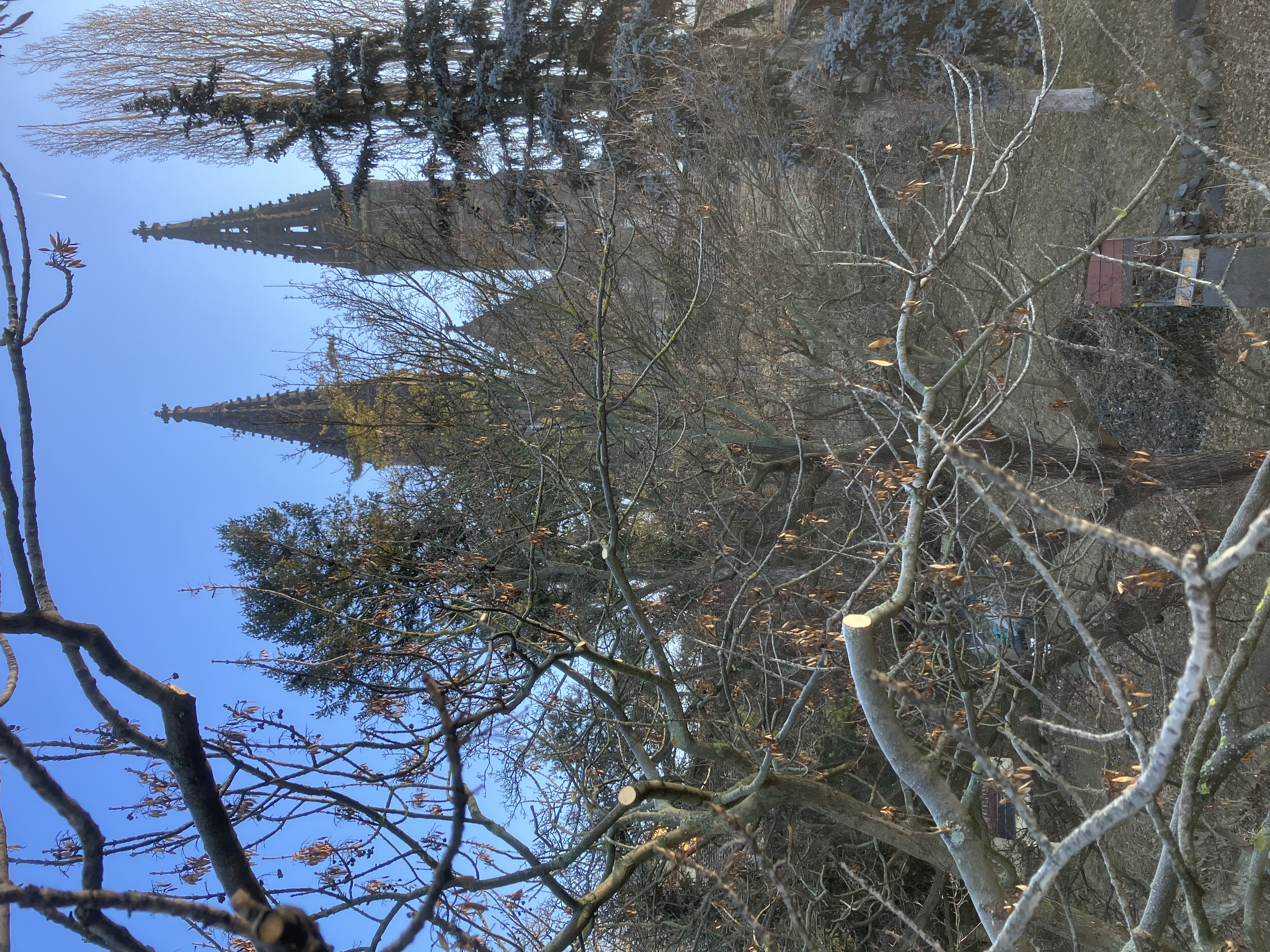 Ošetření jasanů - Praha, Vyšehrad - foto 2