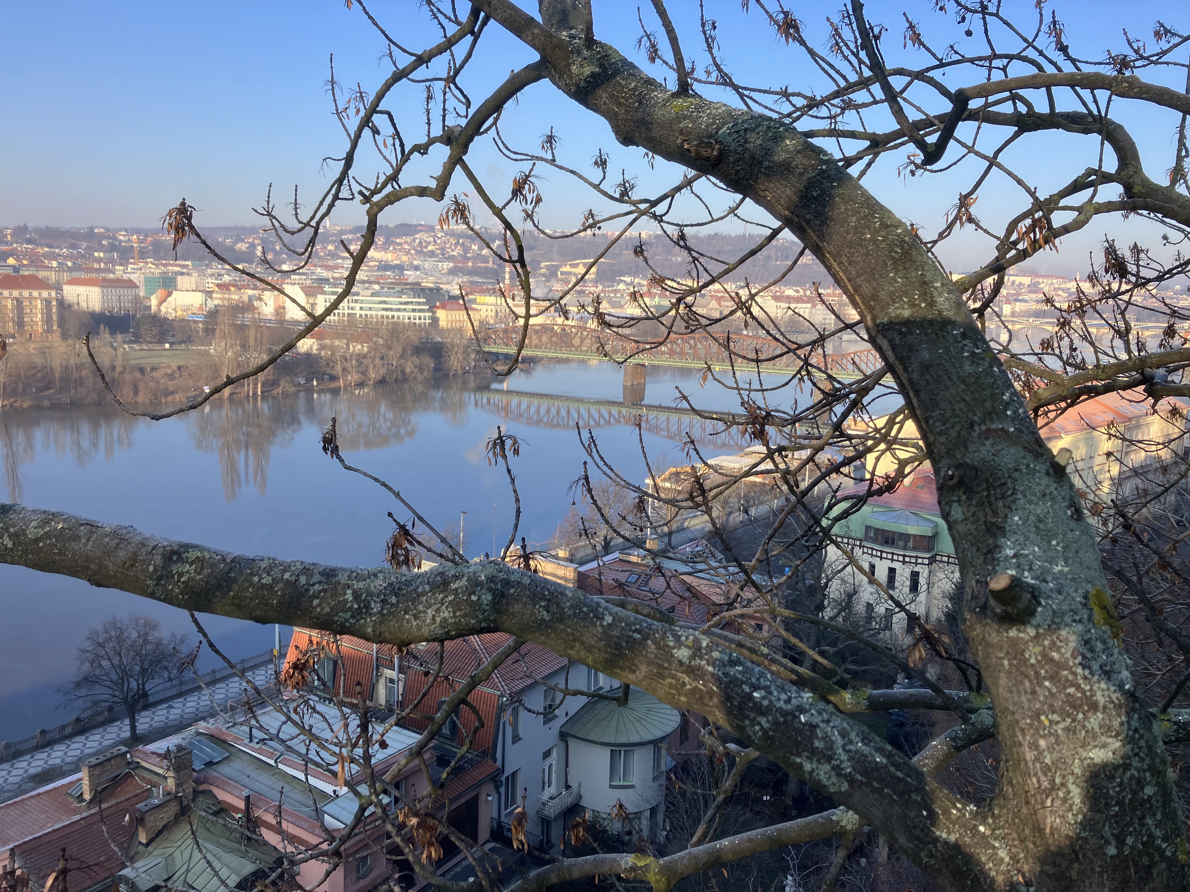 Ošetření jasanů - Praha, Vyšehrad - foto 3