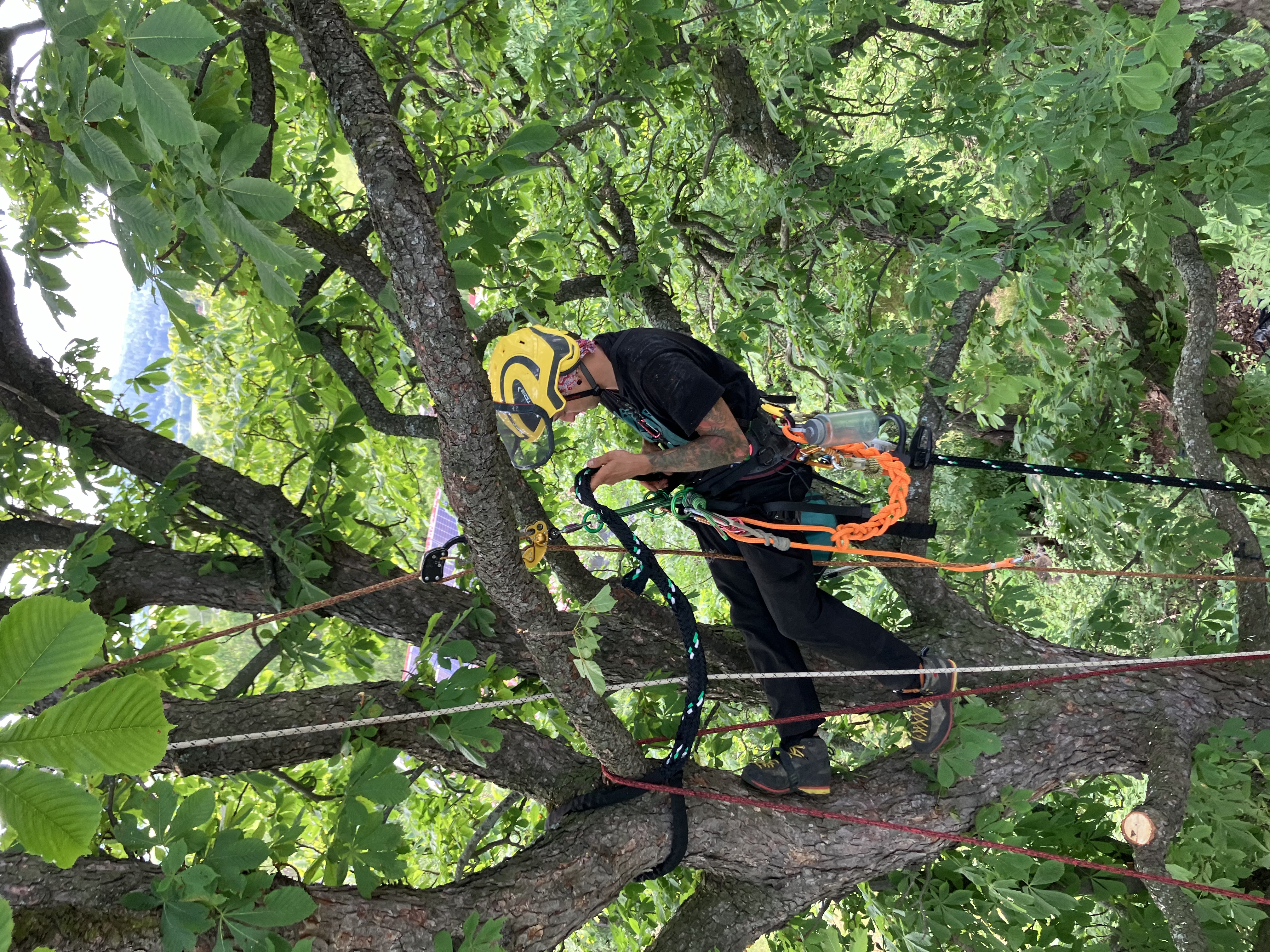 Ošetření javorů - Kladno, ČEZ