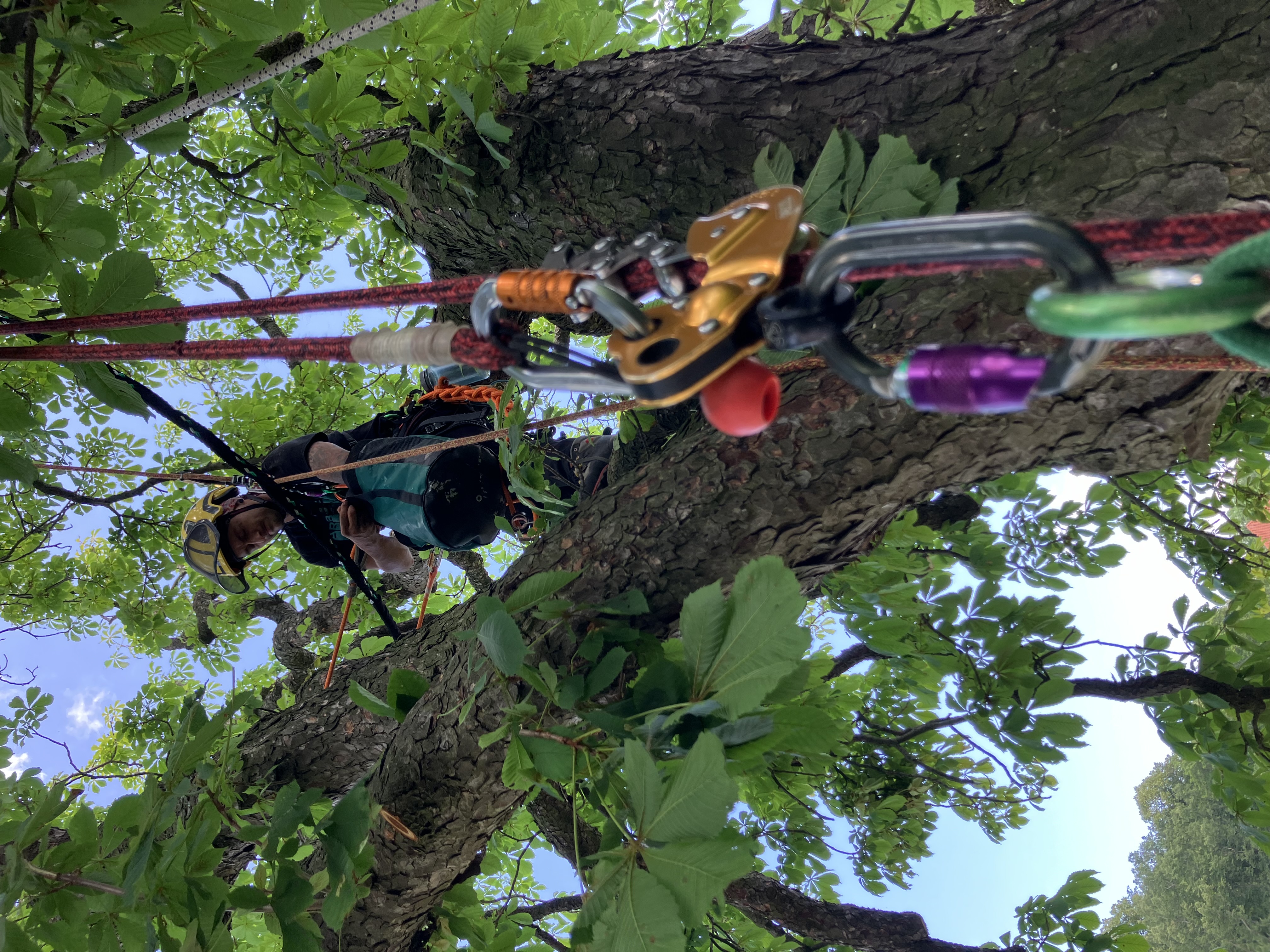 Ošetření javorů - Kladno, ČEZ - foto 2