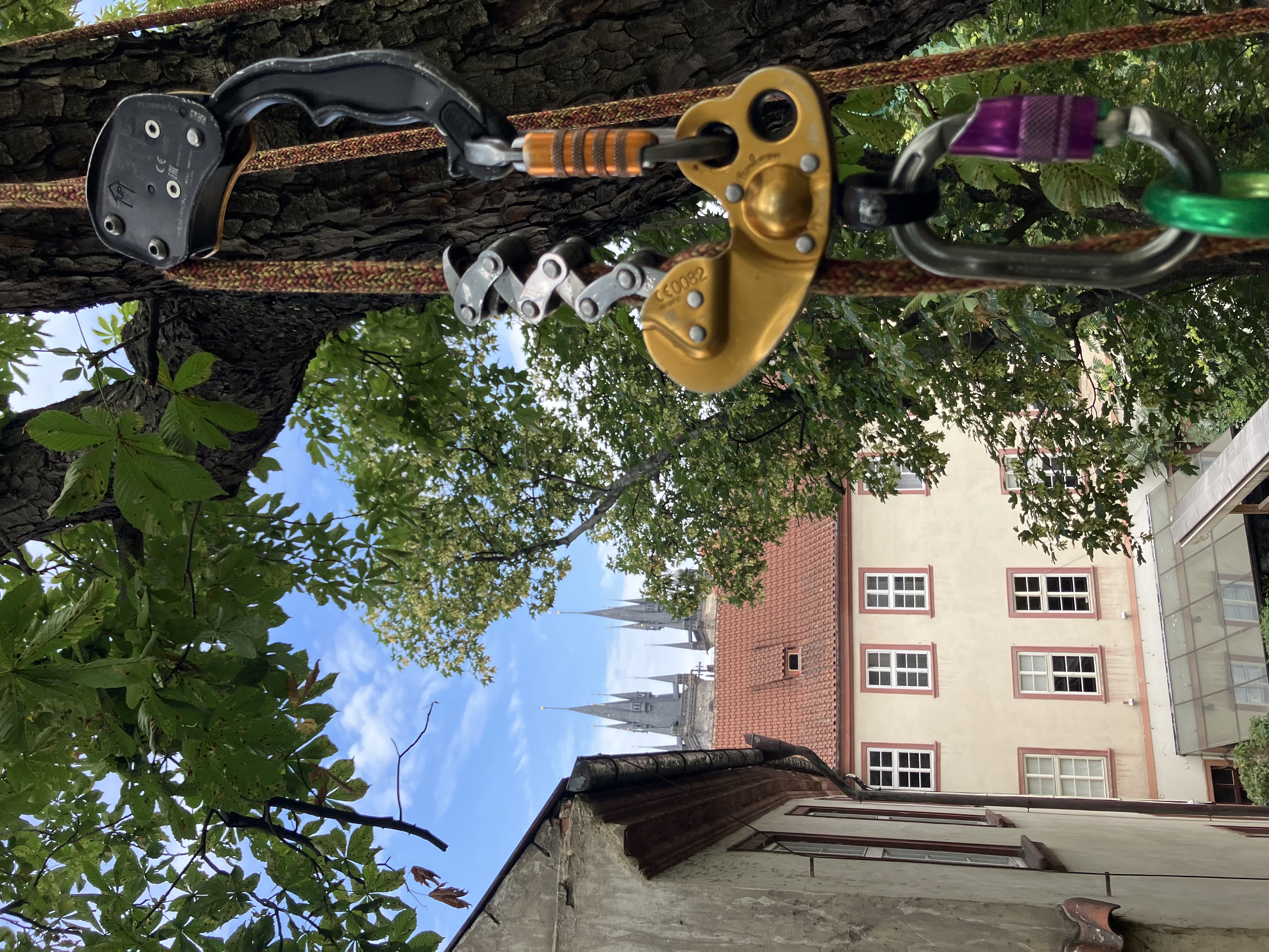 Ošetření jírovce u Týnského chrámu - Praha 1, Celetná