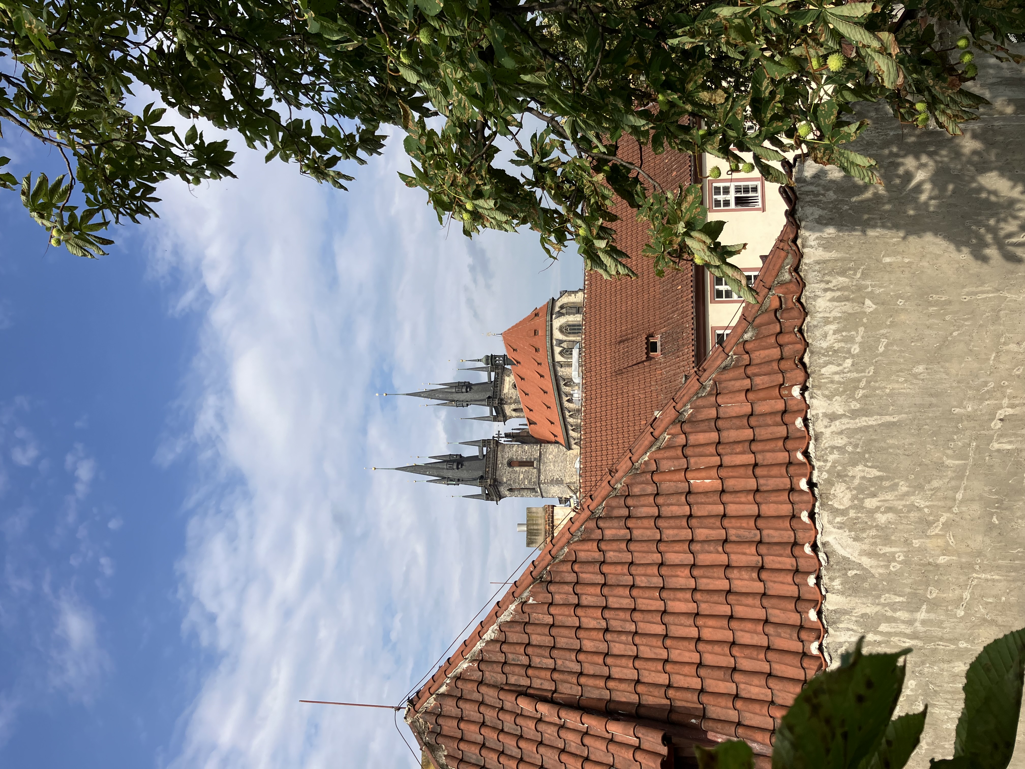 Ošetření jírovce u Týnského chrámu - Praha 1, Celetná - foto 2