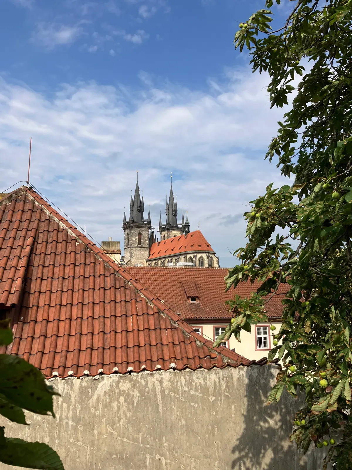 Ošetření jírovce u Týnského chrámu - Praha 1, Celetná - foto 2