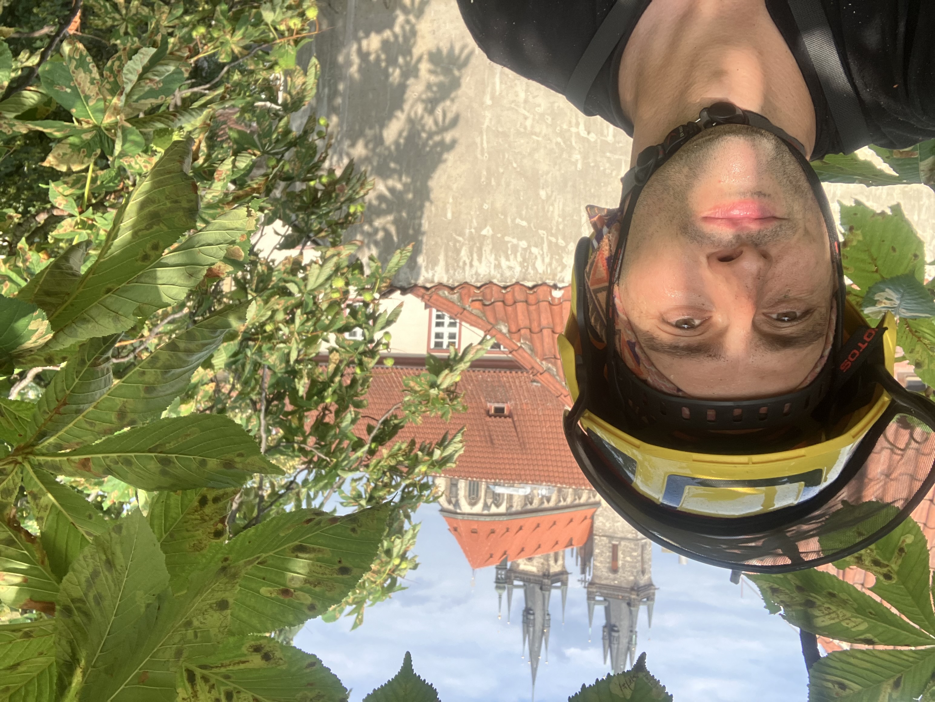 Ošetření jírovce u Týnského chrámu - Praha 1, Celetná - foto 3