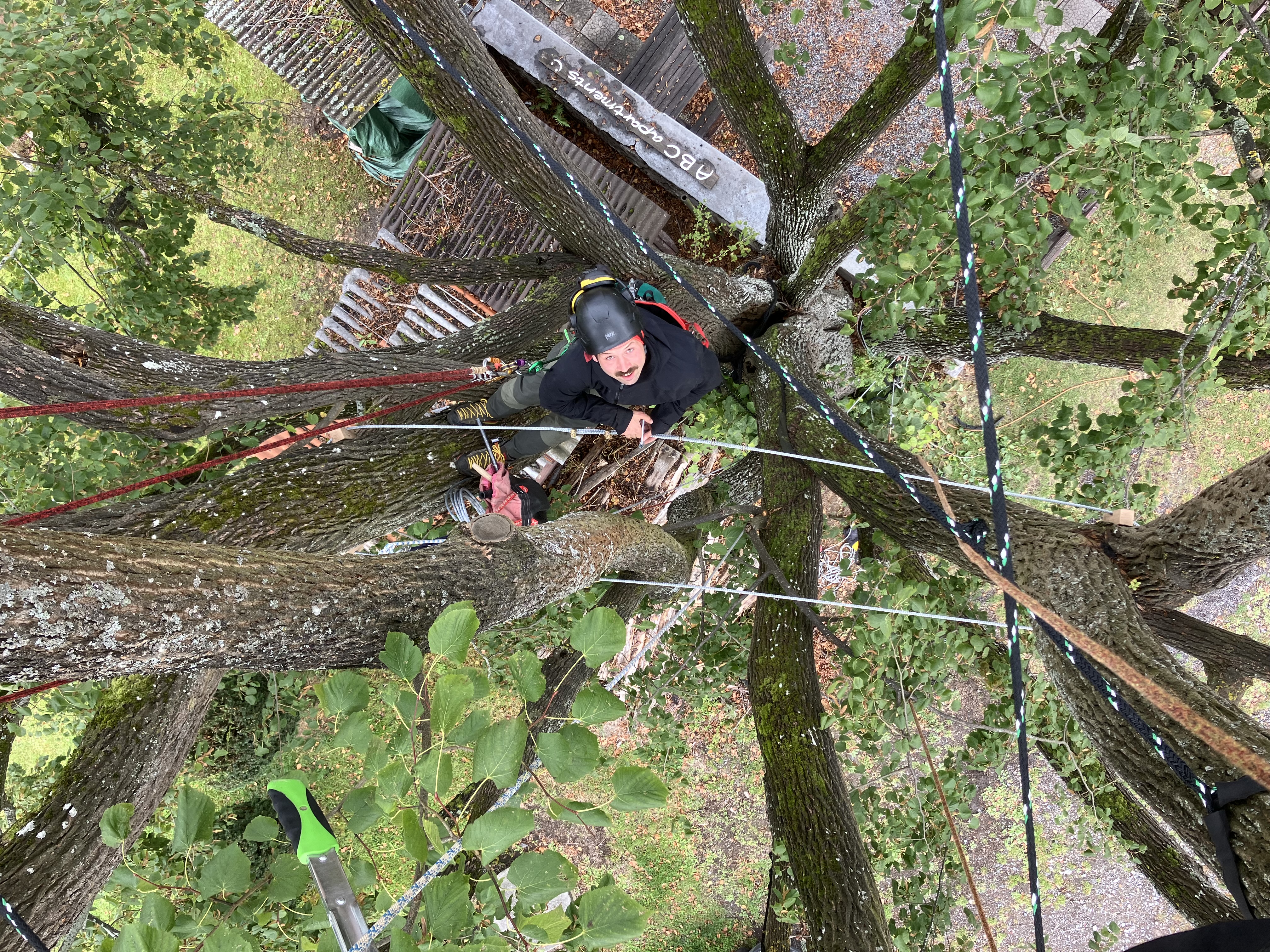 Ošetření památného liliovníku tulipánokvětého - Prachatice
