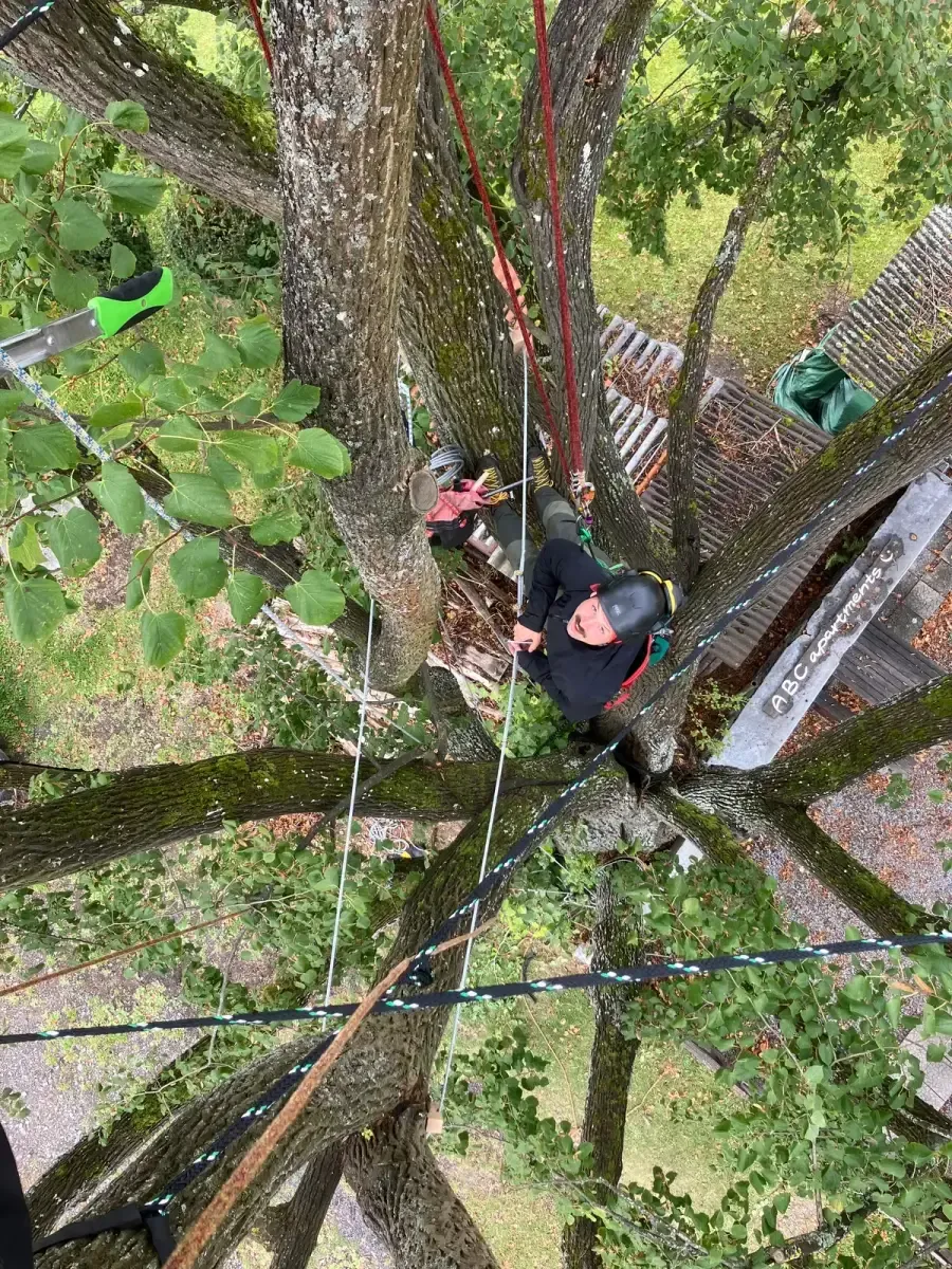 Instalace statické vazby lípy - Černá v Pošumaví