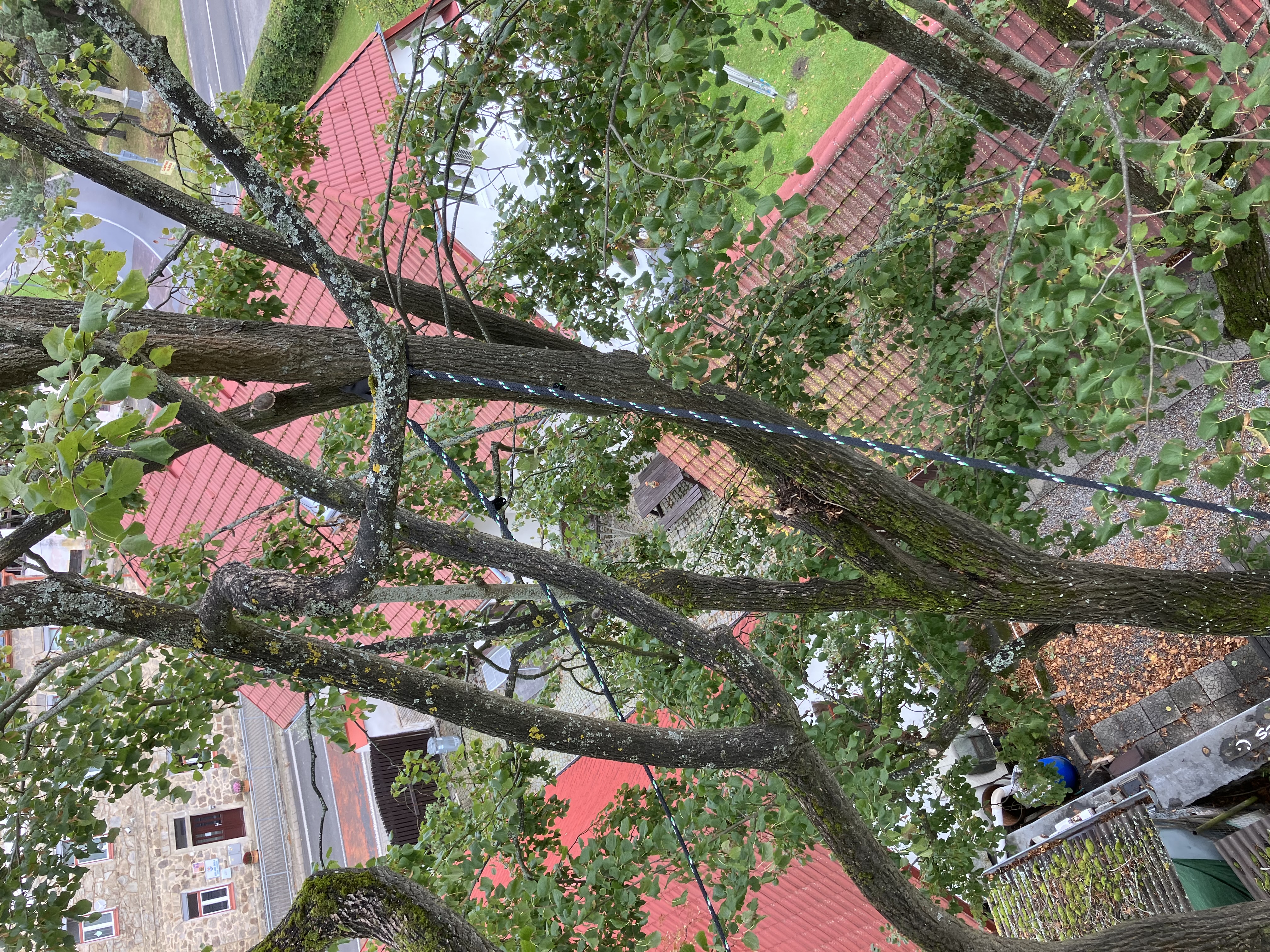 Ošetření památného liliovníku tulipánokvětého - Prachatice - foto 2