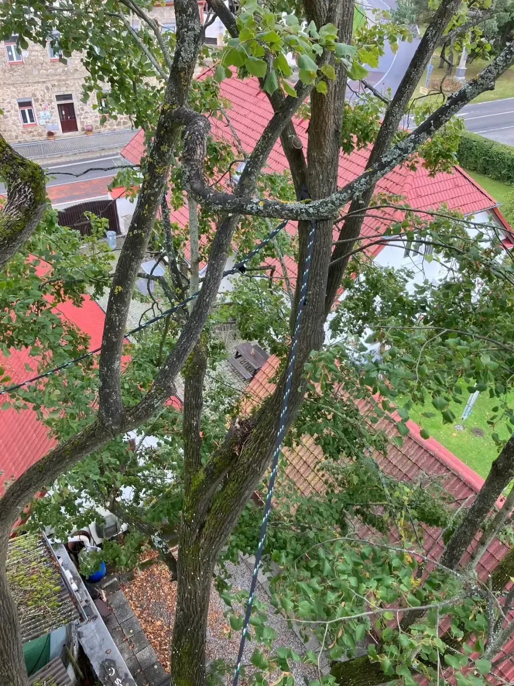 Instalace statické vazby lípy - Černá v Pošumaví - foto 2