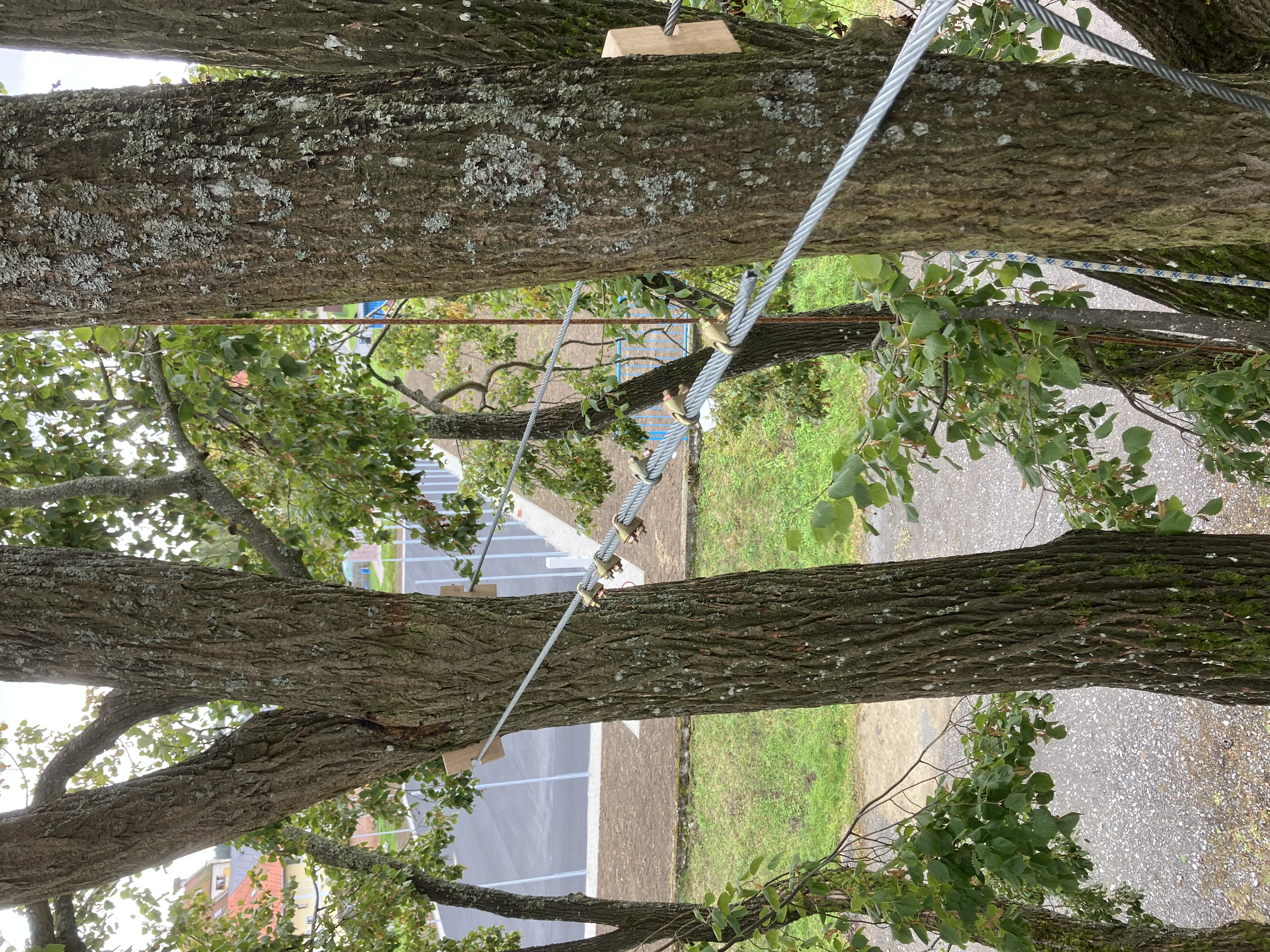 Ošetření památného liliovníku tulipánokvětého - Prachatice - foto 3