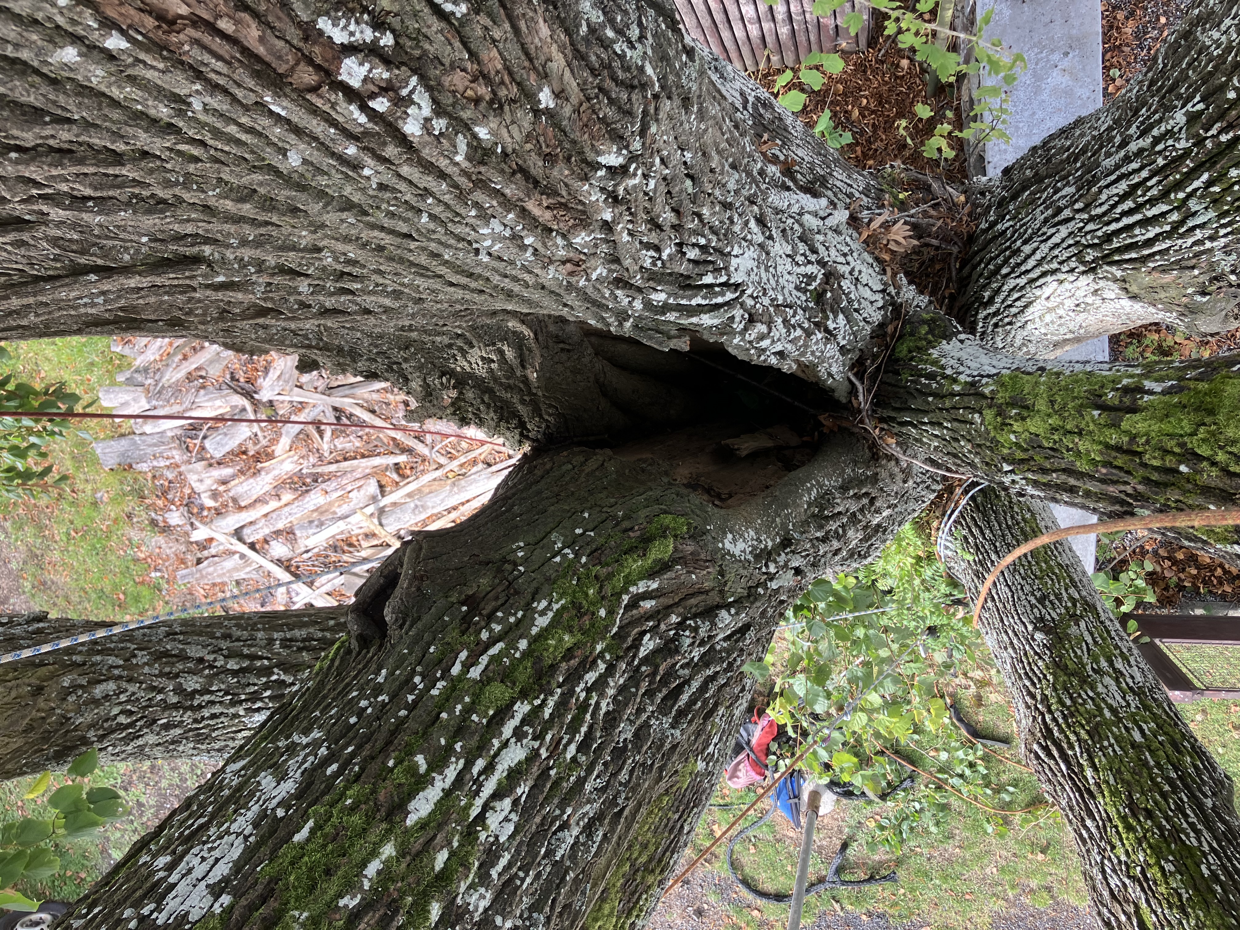 Ošetření památného liliovníku tulipánokvětého - Prachatice - foto 4