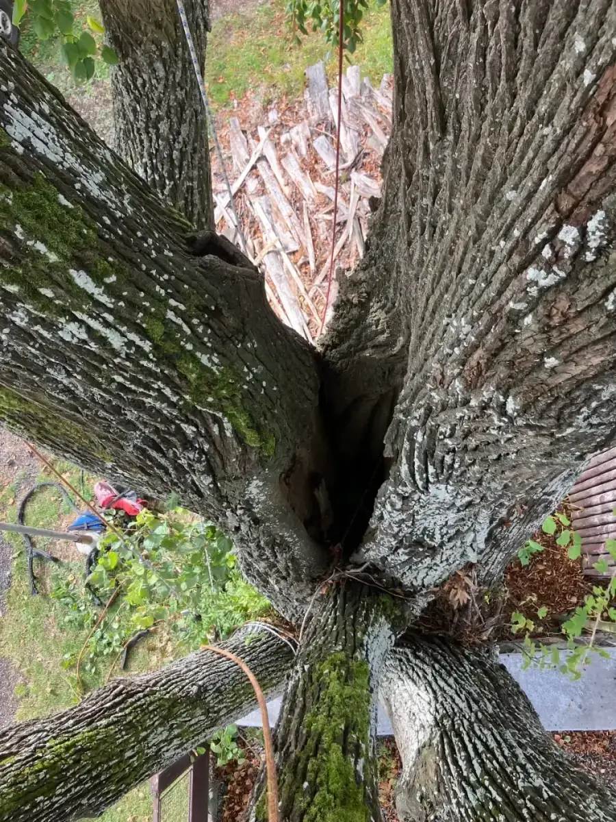 Instalace statické vazby lípy - Černá v Pošumaví - foto 4