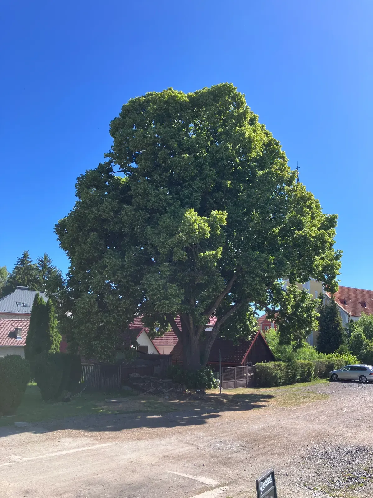 Ošetření památného liliovníku tulipánokvětého - Prachatice