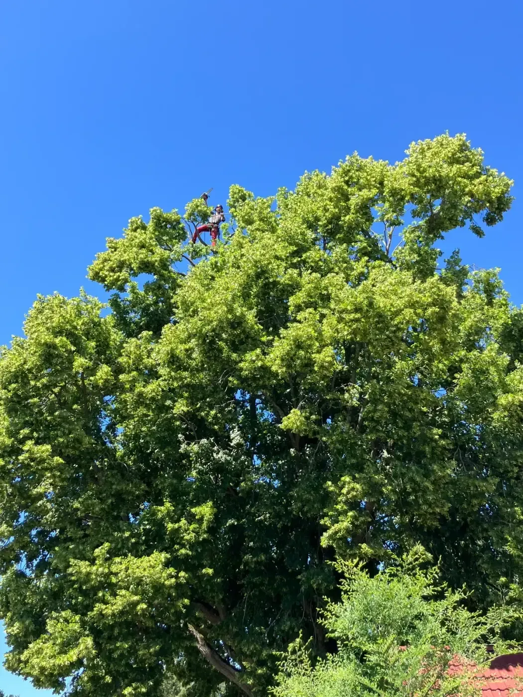 Ošetření památného liliovníku tulipánokvětého - Prachatice - foto 2