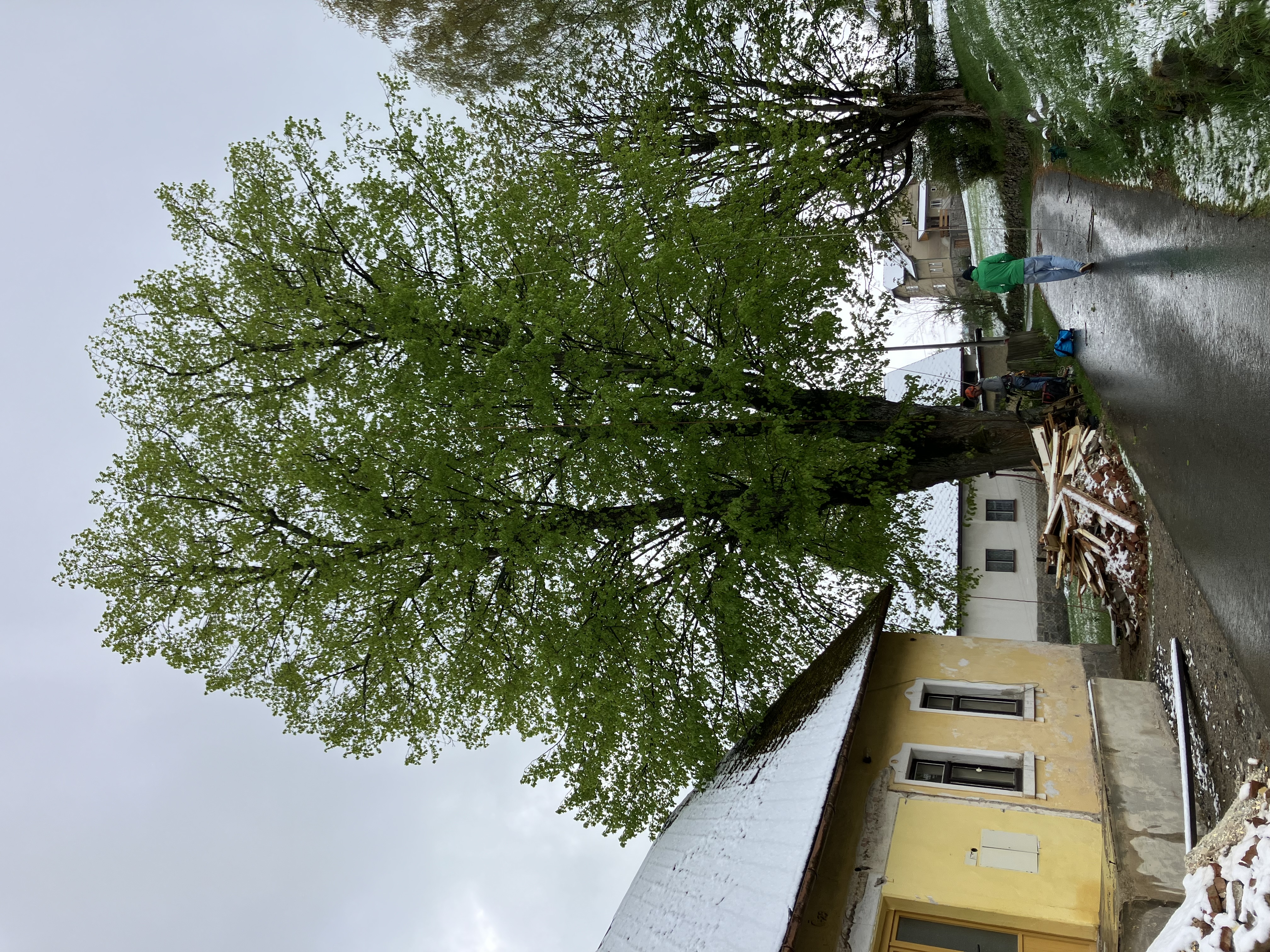 Ošetření javorů - Kladno, ČEZ