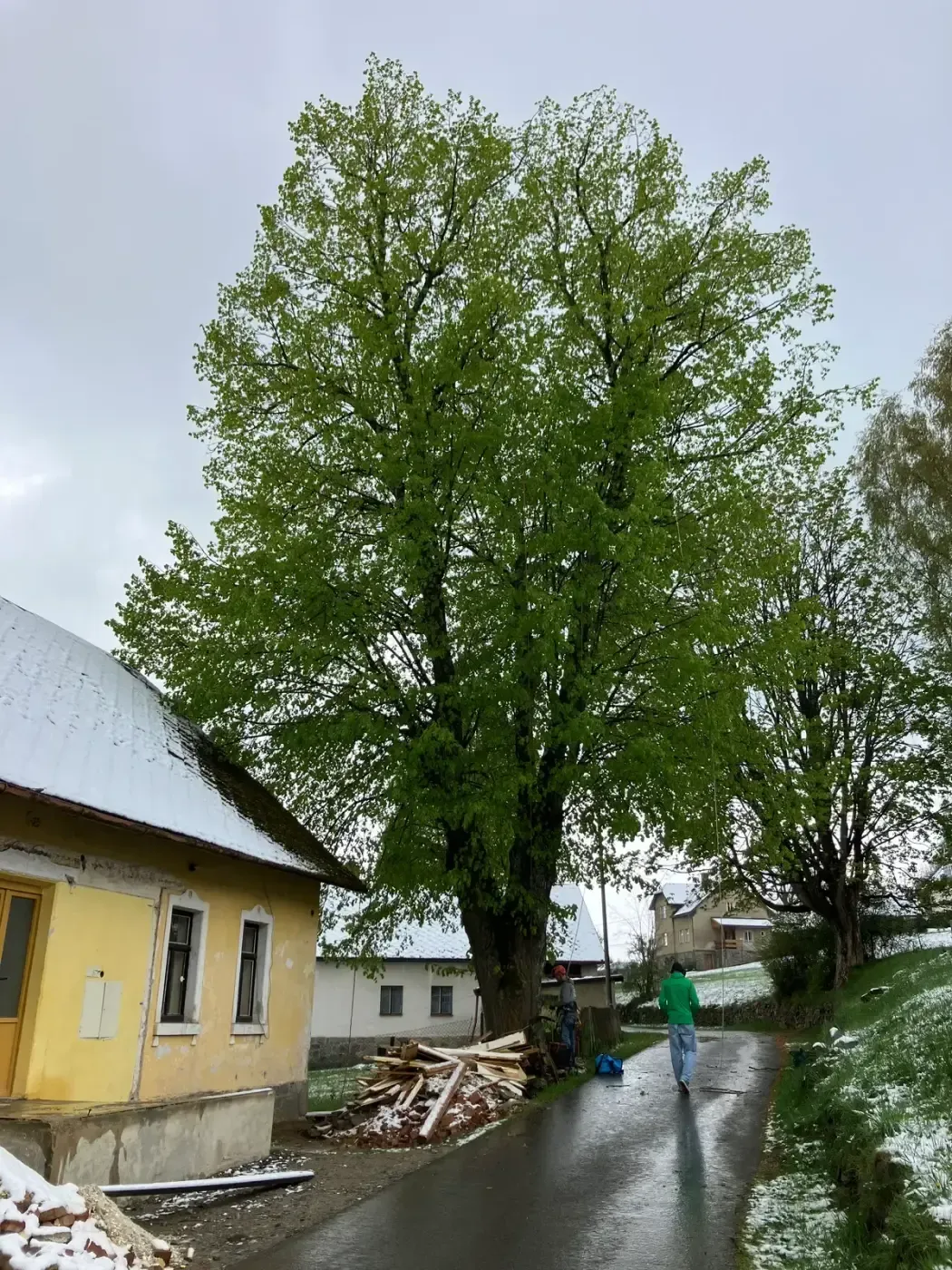 Ošetření javorů - Kladno, ČEZ