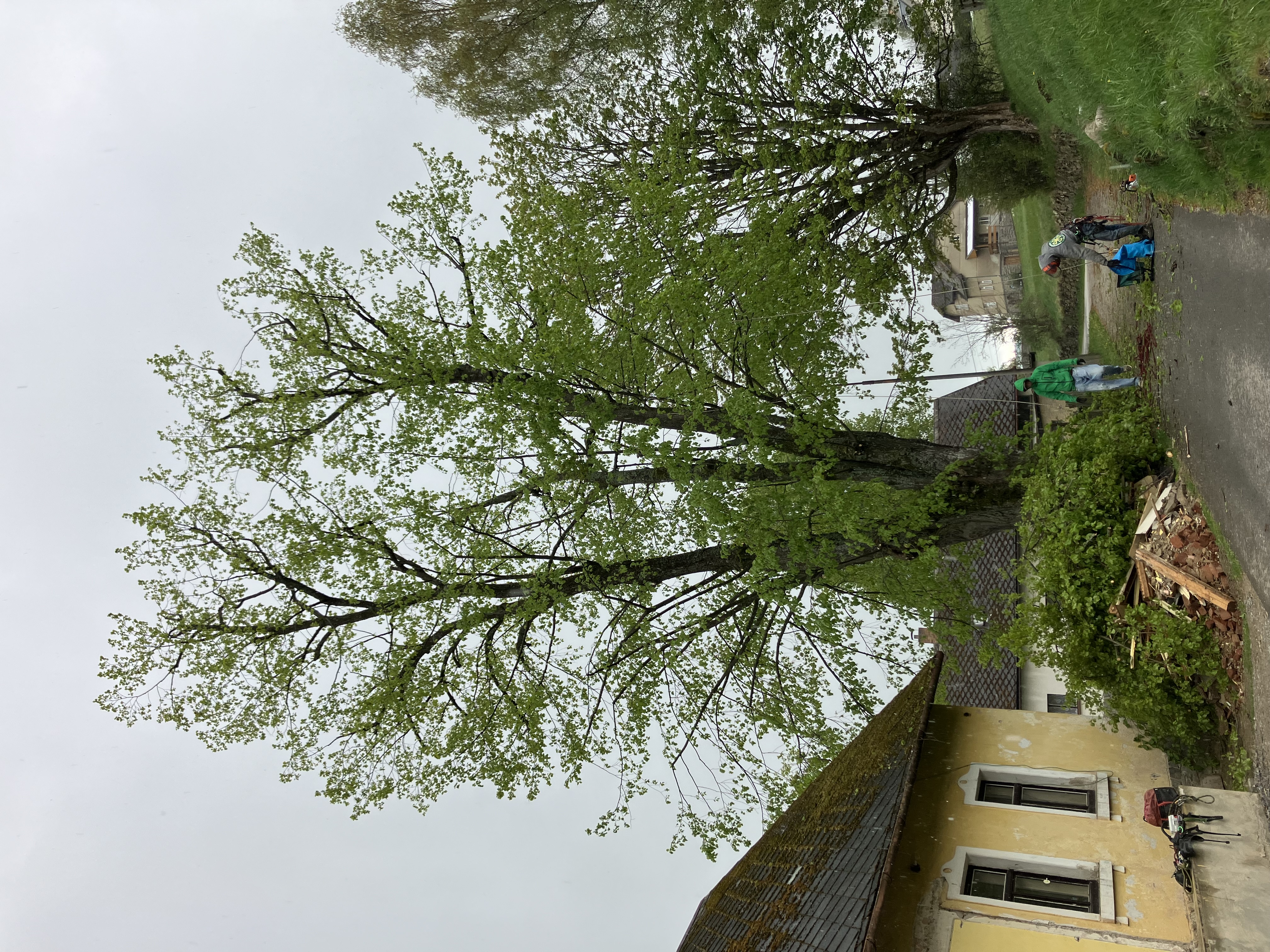 Ošetření javorů - Kladno, ČEZ - foto 2