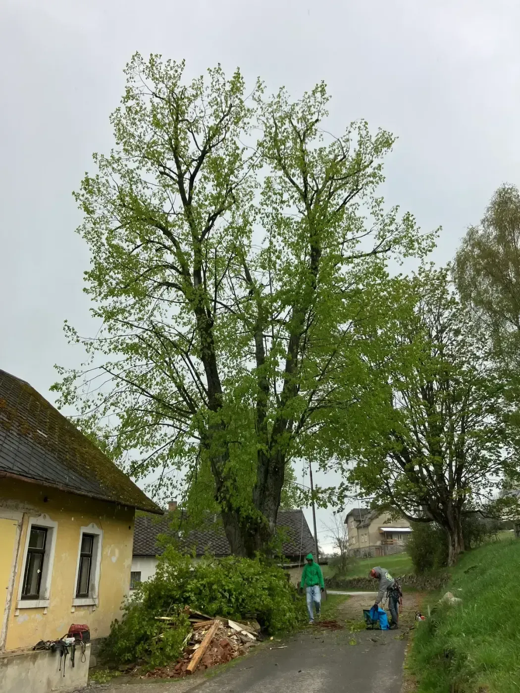 Ošetření javorů - Kladno, ČEZ - foto 2