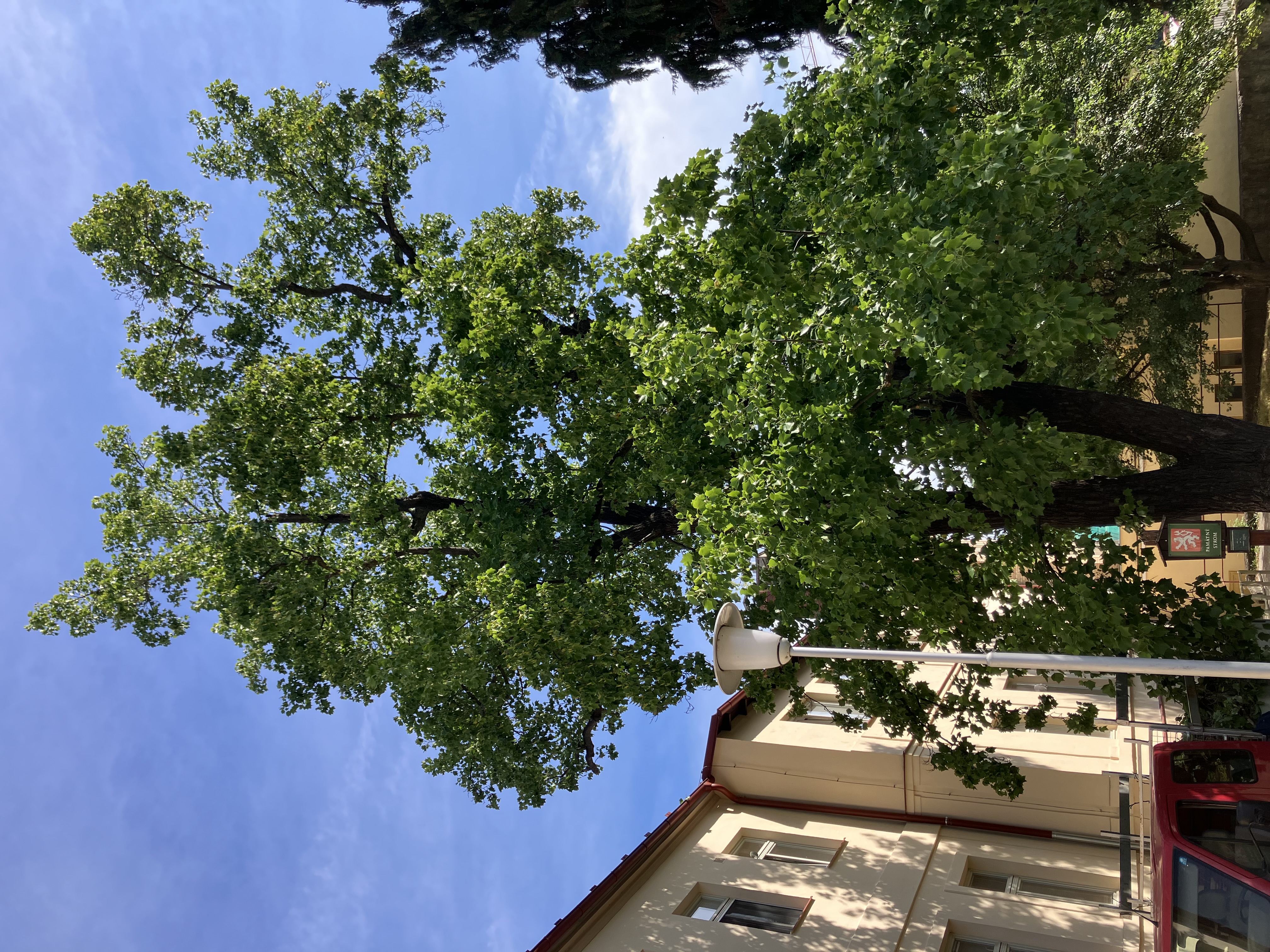 Ošetření lípy - Prachatice - foto 2