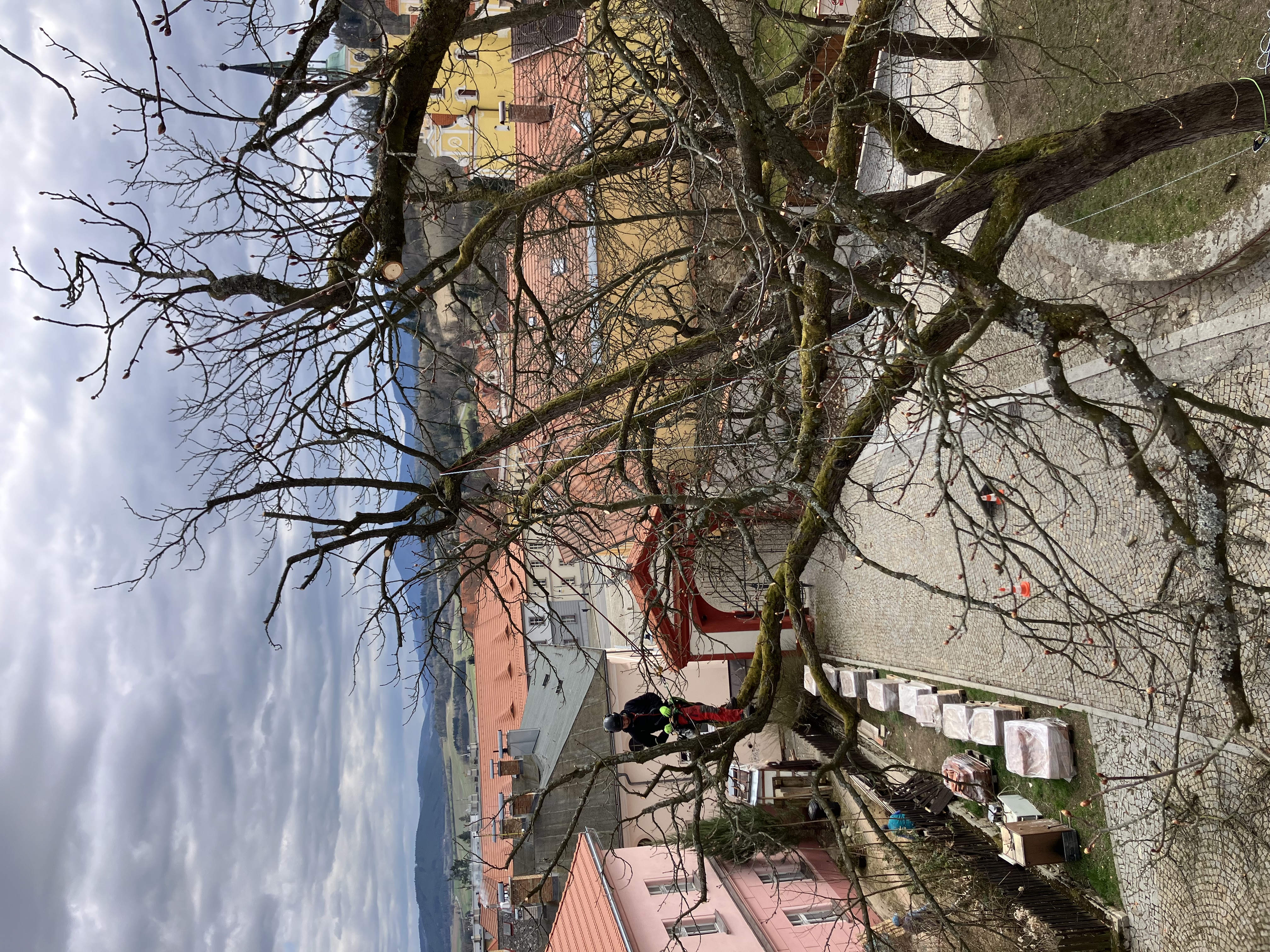 Ošetření lip - Zámek Vlachovo Březí