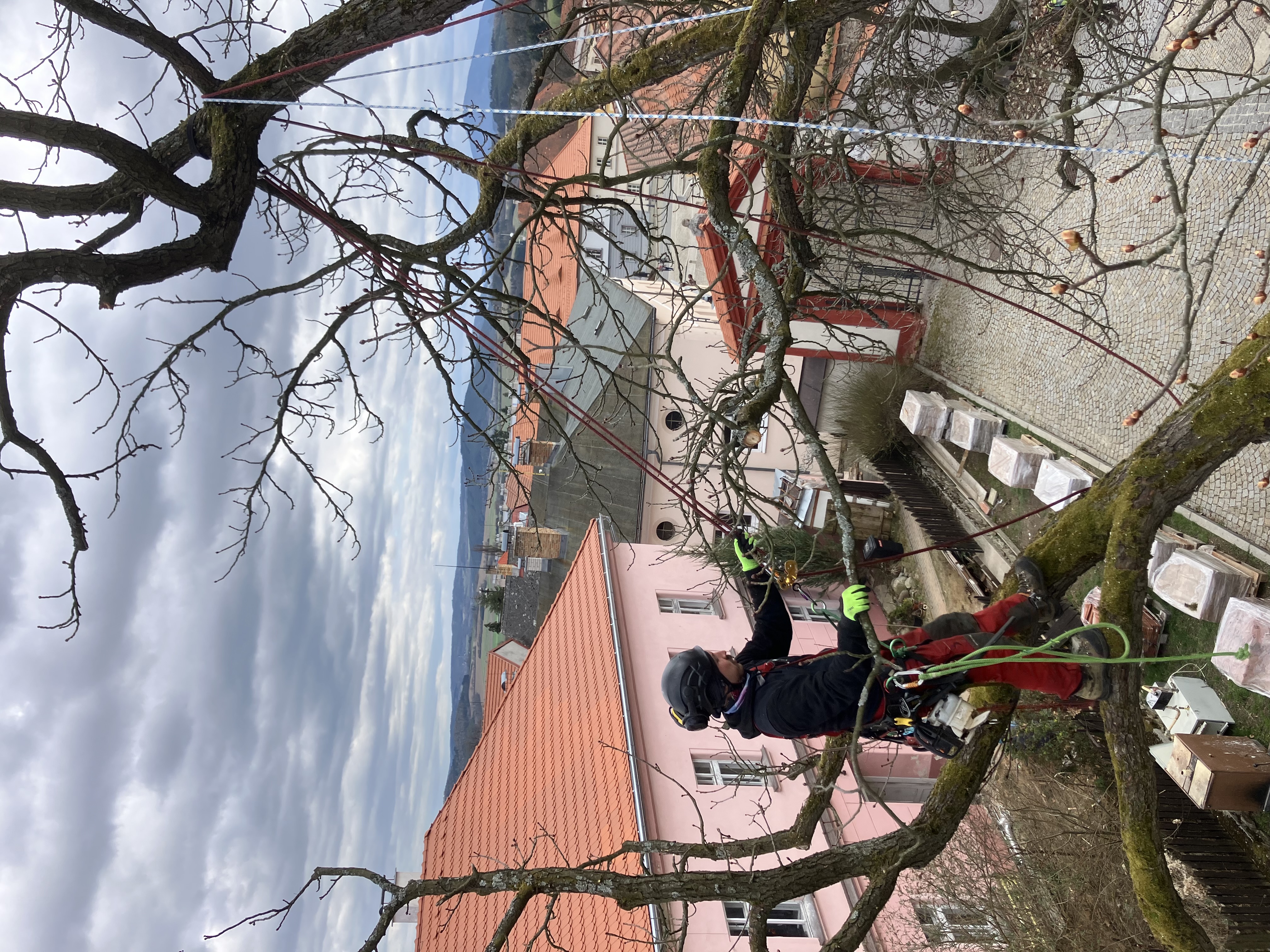 Ošetření lip - Zámek Vlachovo Březí - foto 3