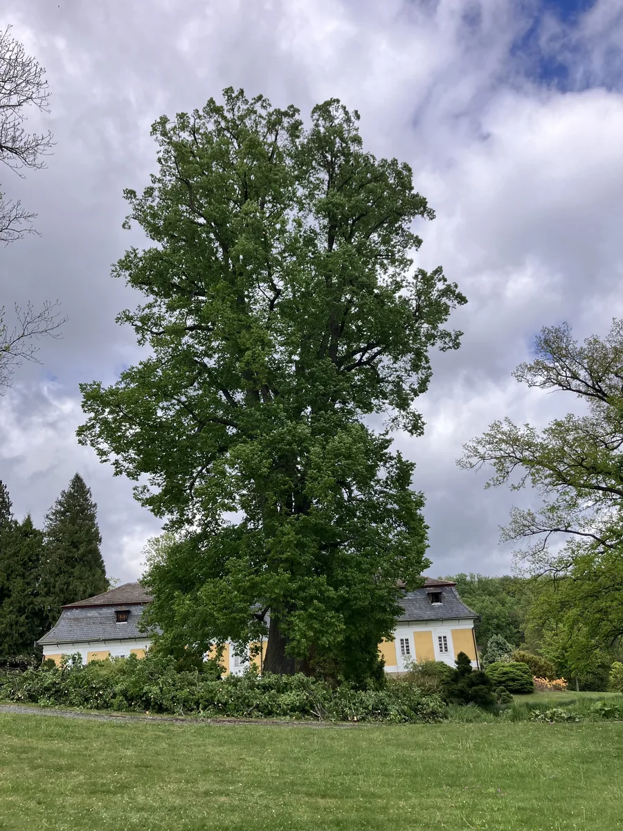 Ošetření lípy - Zámek Kozel - foto 3