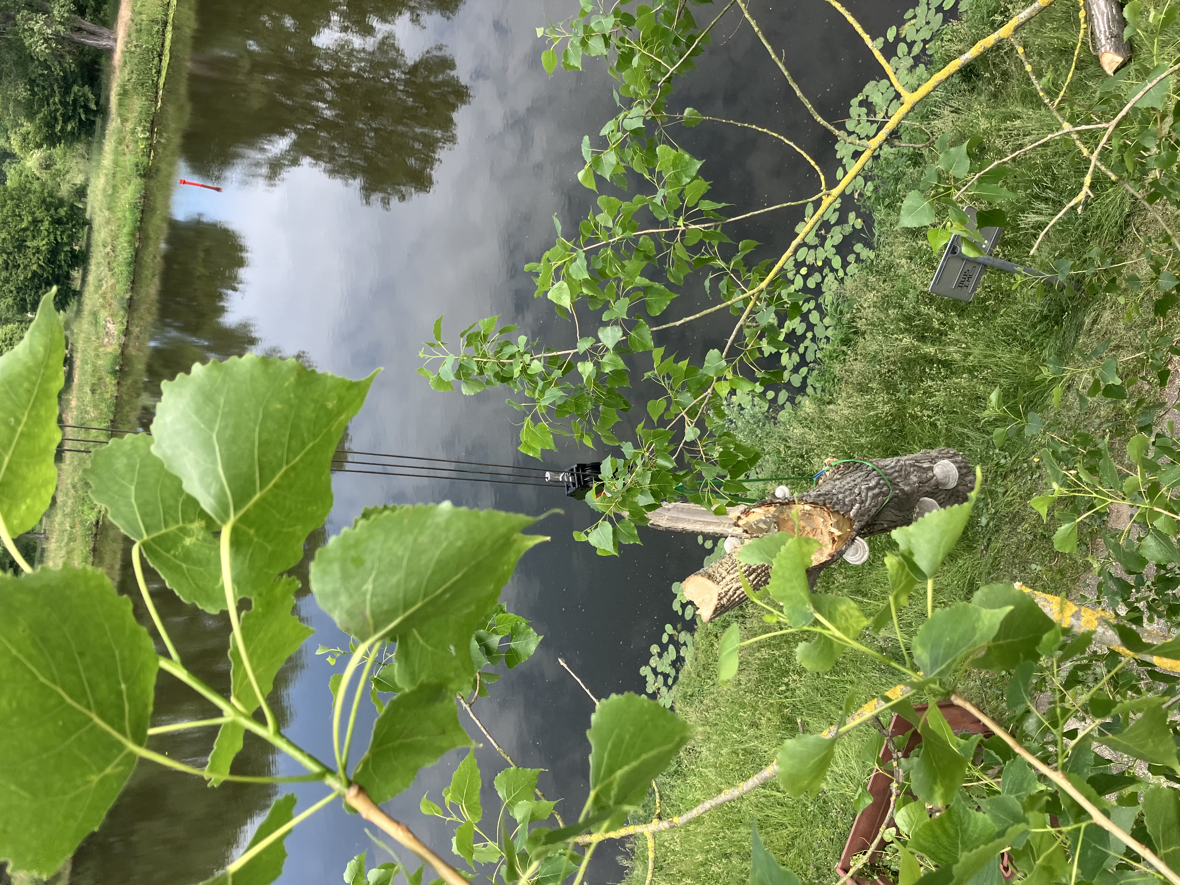 Kácení topolů v havarijním stavu - Praha, Labe