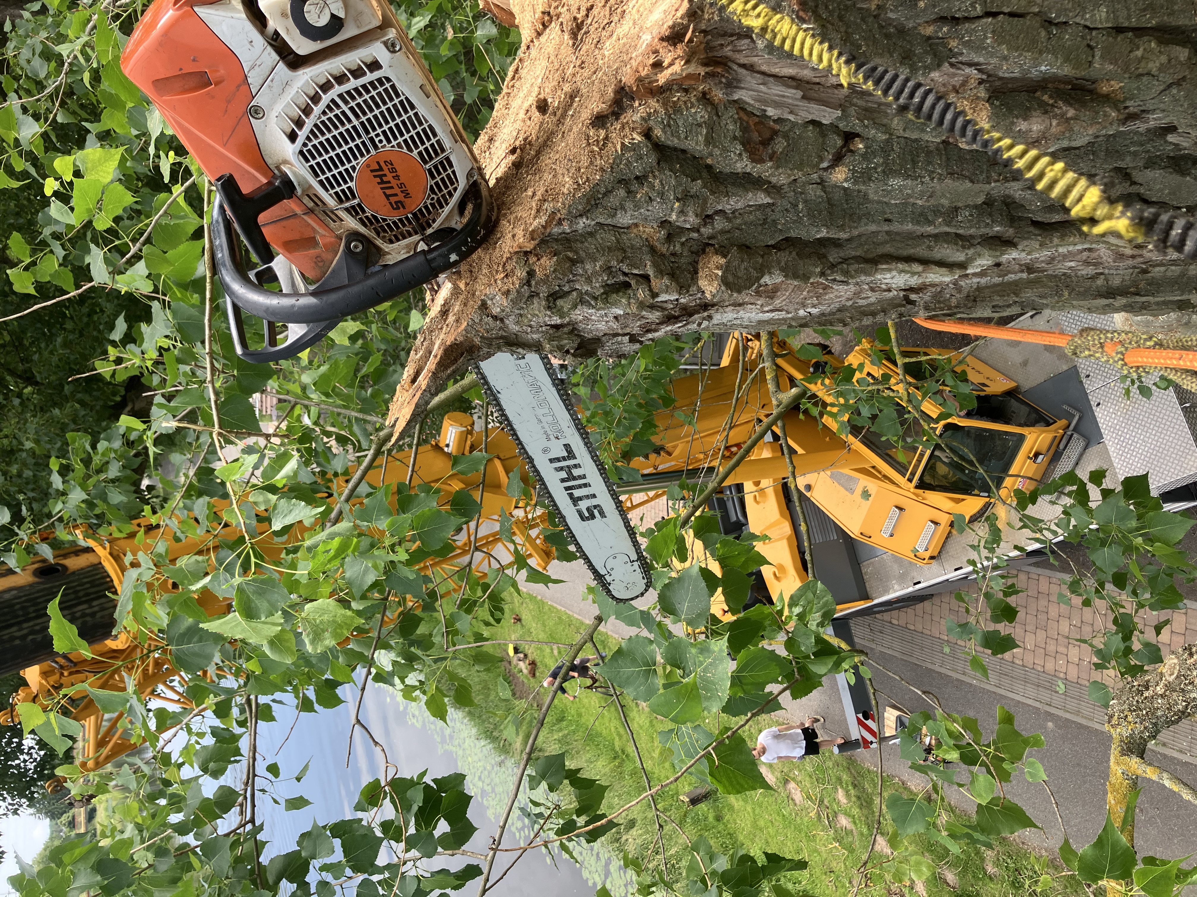 Kácení topolů v havarijním stavu - Praha, Labe - foto 2