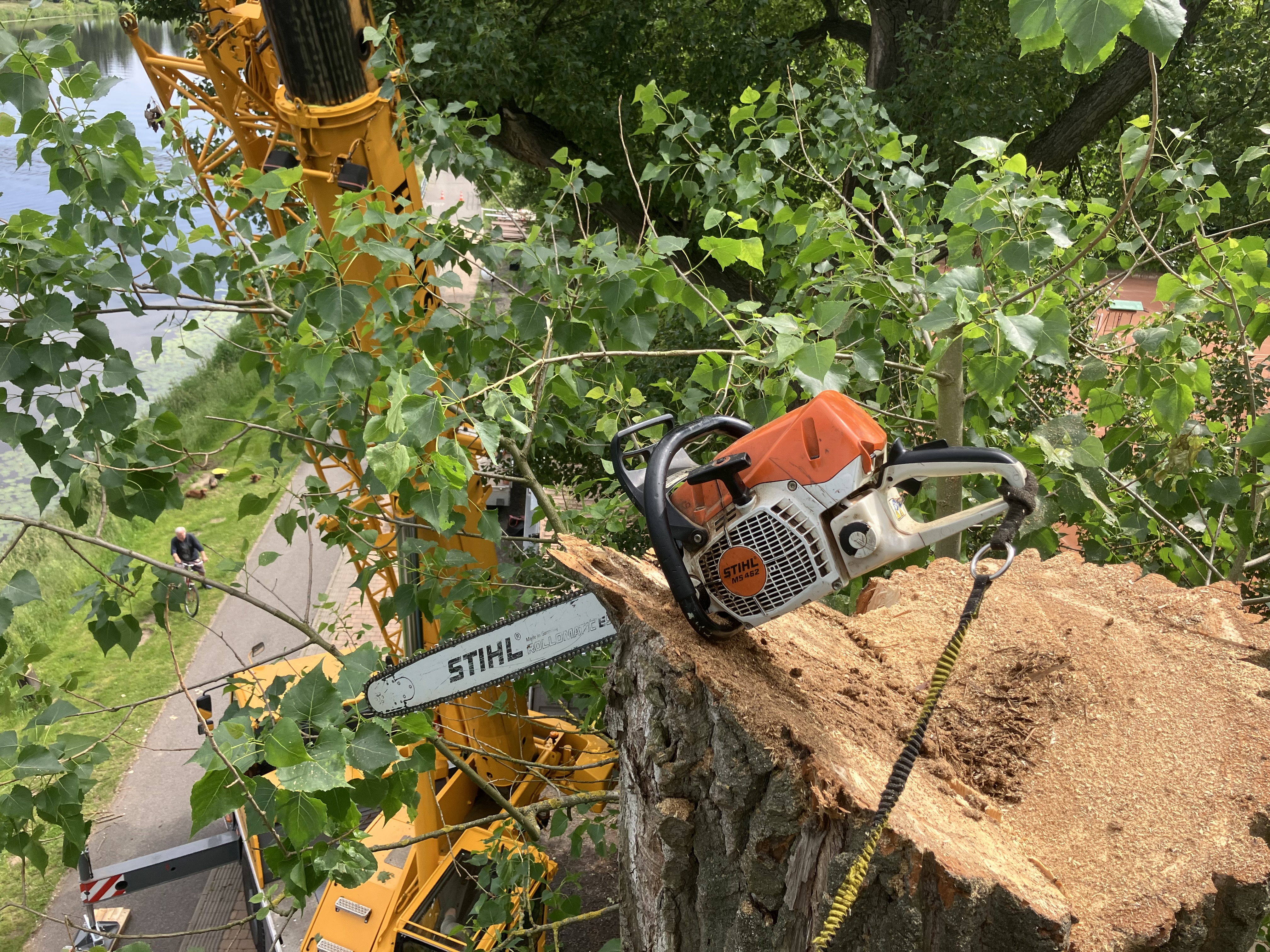 Kácení topolů v havarijním stavu - Praha, Labe - foto 3