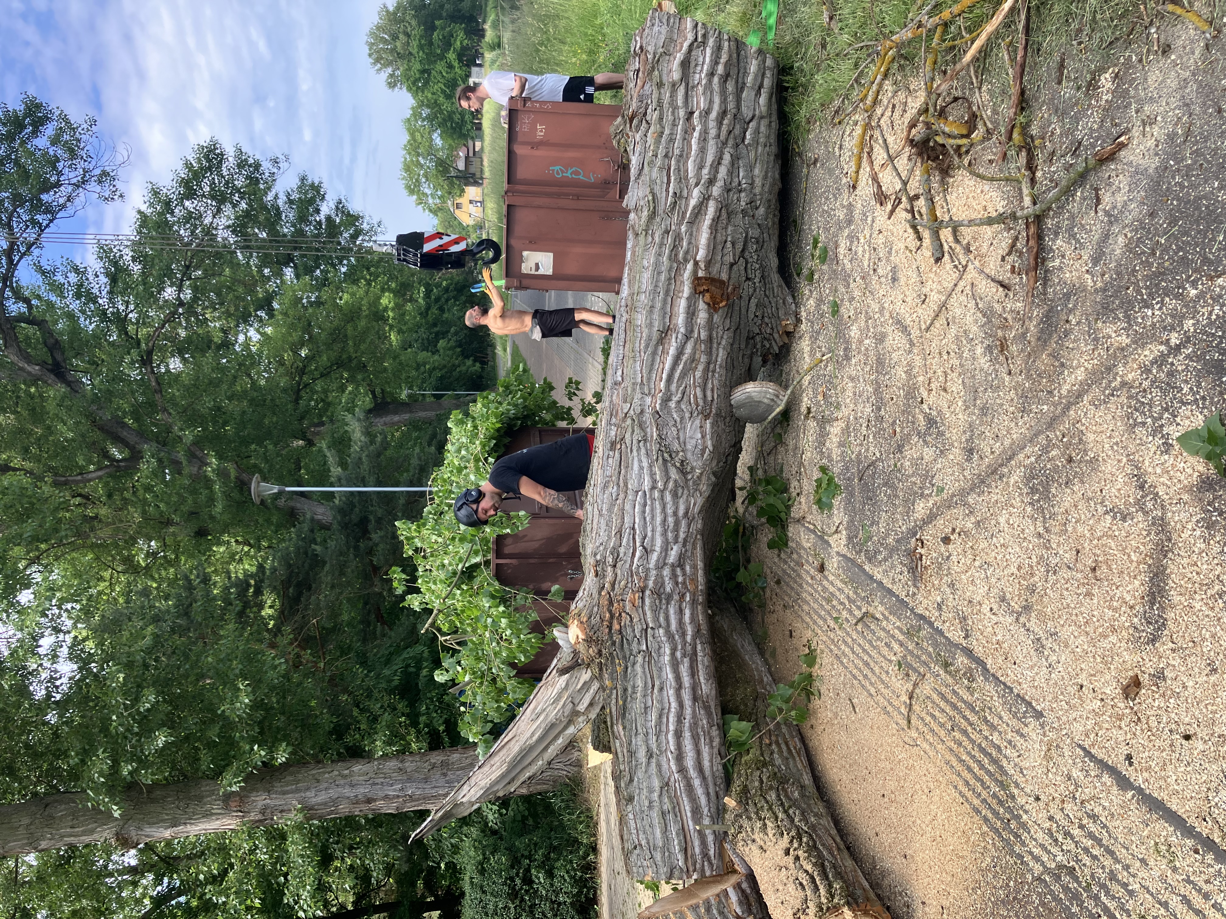 Kácení topolů v havarijním stavu - Praha, Labe - foto 4