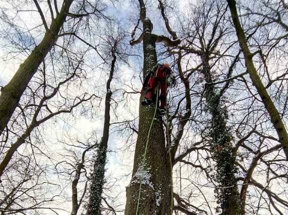 Rizikové kácení stromů