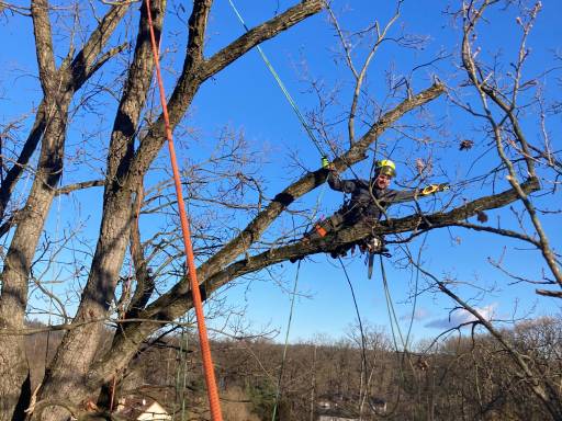 Odborné ošetřování stromů