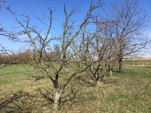 Prořezávání ovocných stromů