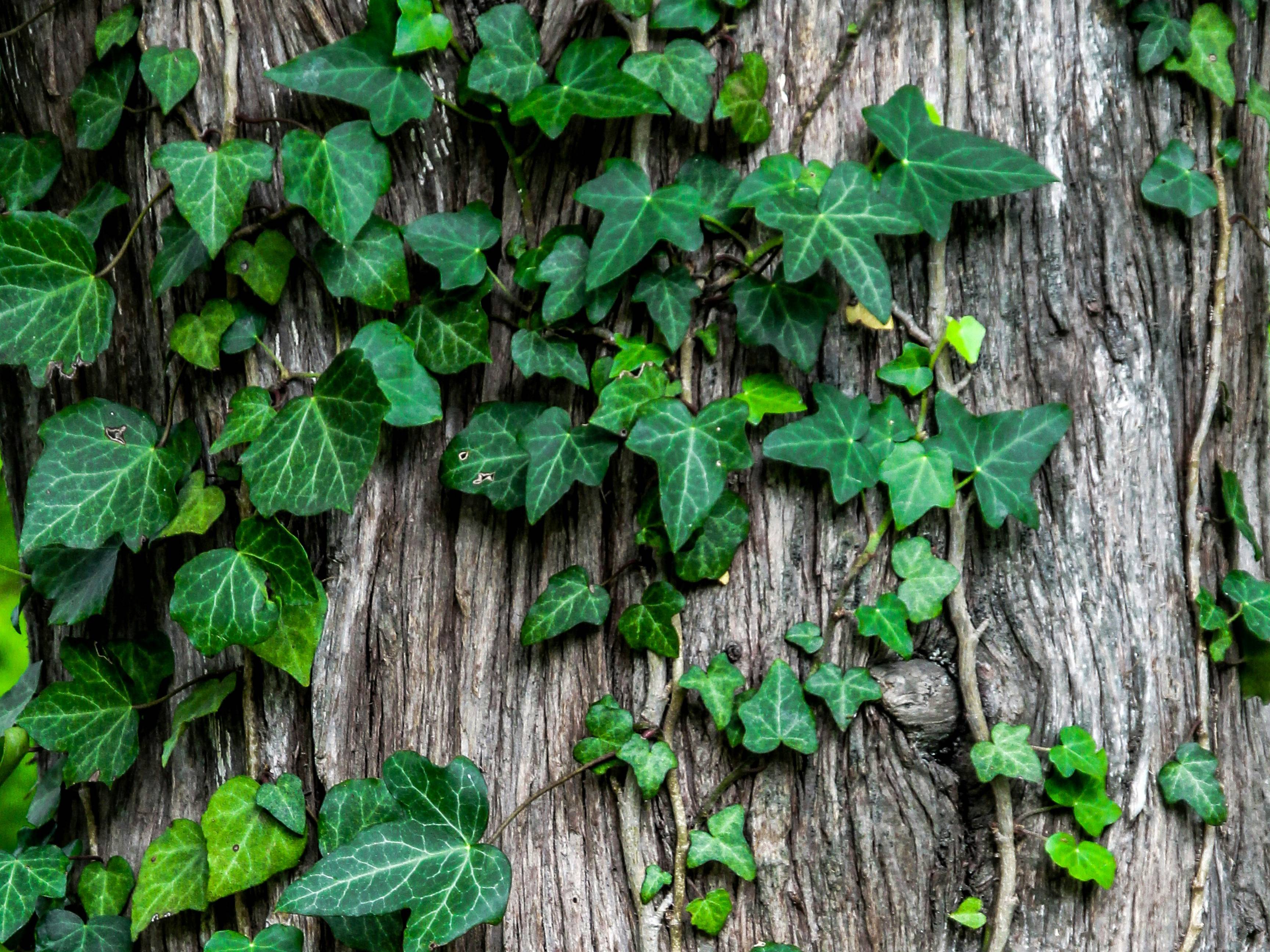 Inventarizace dřevin