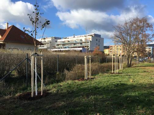 Výsadba stromů a povýsadbová péče